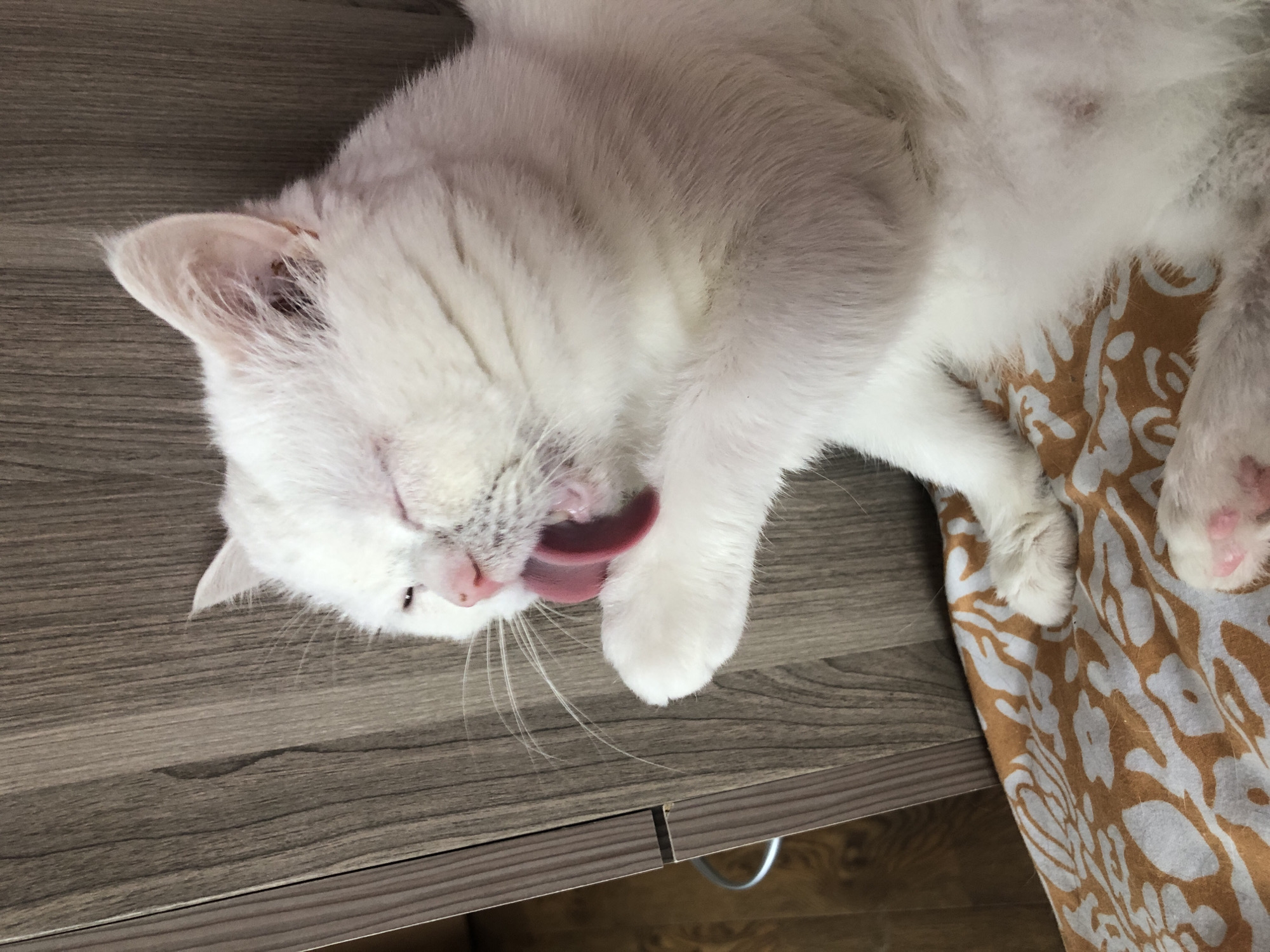 A white cat is grooming itself on a patterned blanket next to a wooden cabinet. The cat's eyes are closed, and its tongue is extended as it licks its paw. The background consists of the cabinet and a floor. The scene is indoors, and the lighting suggests it is daytime. There are no people present in the image.