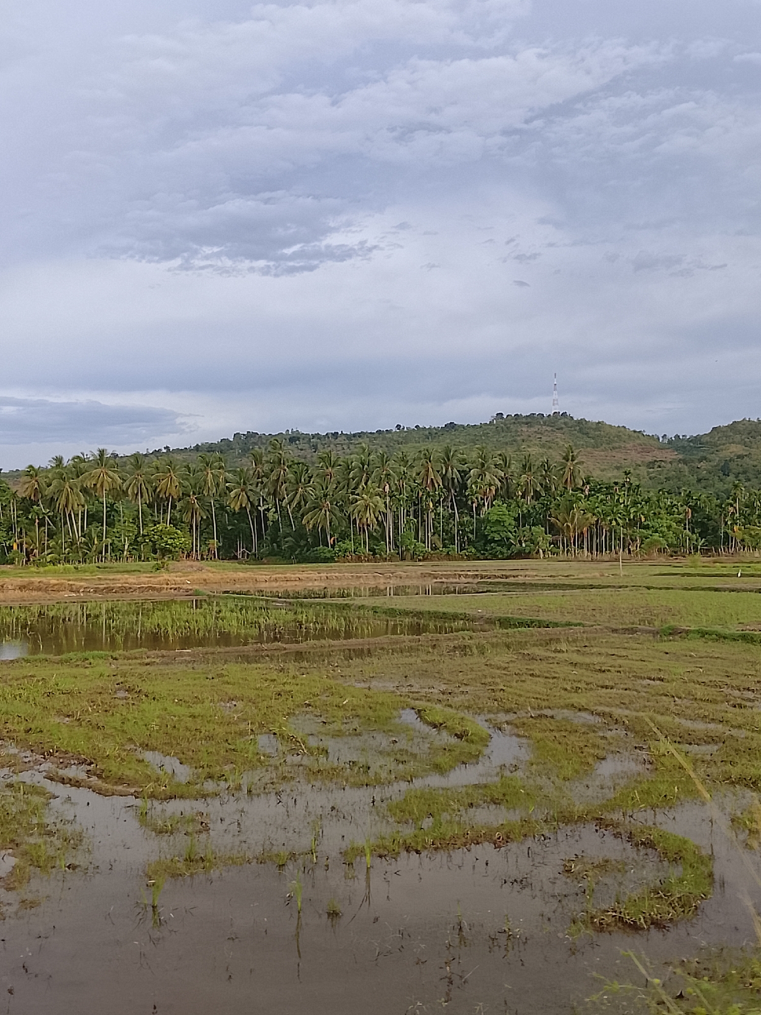 The image depicts a rural landscape in the city of Geunteng, Indonesia. The foreground features a flooded rice paddy with patches of green grass emerging from the murky water. The water reflects the overcast sky and the surrounding vegetation. In the mid-ground, a dense line of palm trees forms a natural barrier, separating the paddy from a gently sloping hill covered in lush green foliage. A tall transmission tower is visible on the crest of the hill, a man-made element contrasting with the natural scenery. The sky is filled with heavy, grey clouds, suggesting a humid or rainy climate. No people are visible in the image.