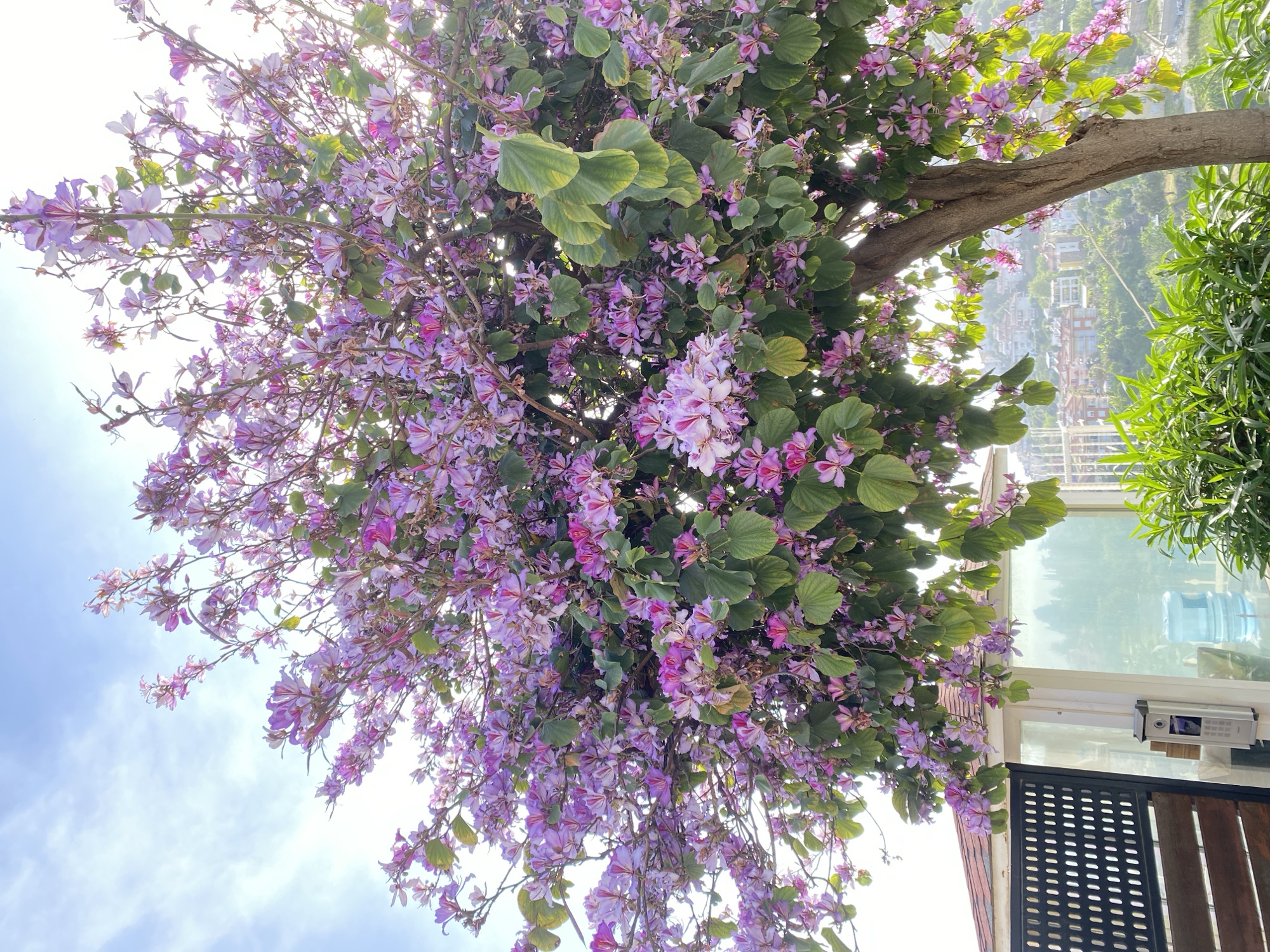 The image shows a tree with purple flowers, possibly a Bauhinia or similar species, in full bloom. The tree is positioned near a building, as evidenced by the presence of a window, a security intercom, a fence, and parts of a brick wall. In the background, a cityscape with buildings and green vegetation is visible, suggesting a location in a hillside or elevated area. Based on the style of architecture and the general landscape, it is plausible that the image was taken in Alanya, Turkey, which is known for its coastal and mountainous landscapes and Mediterranean architecture. There are no people visible in the scene.