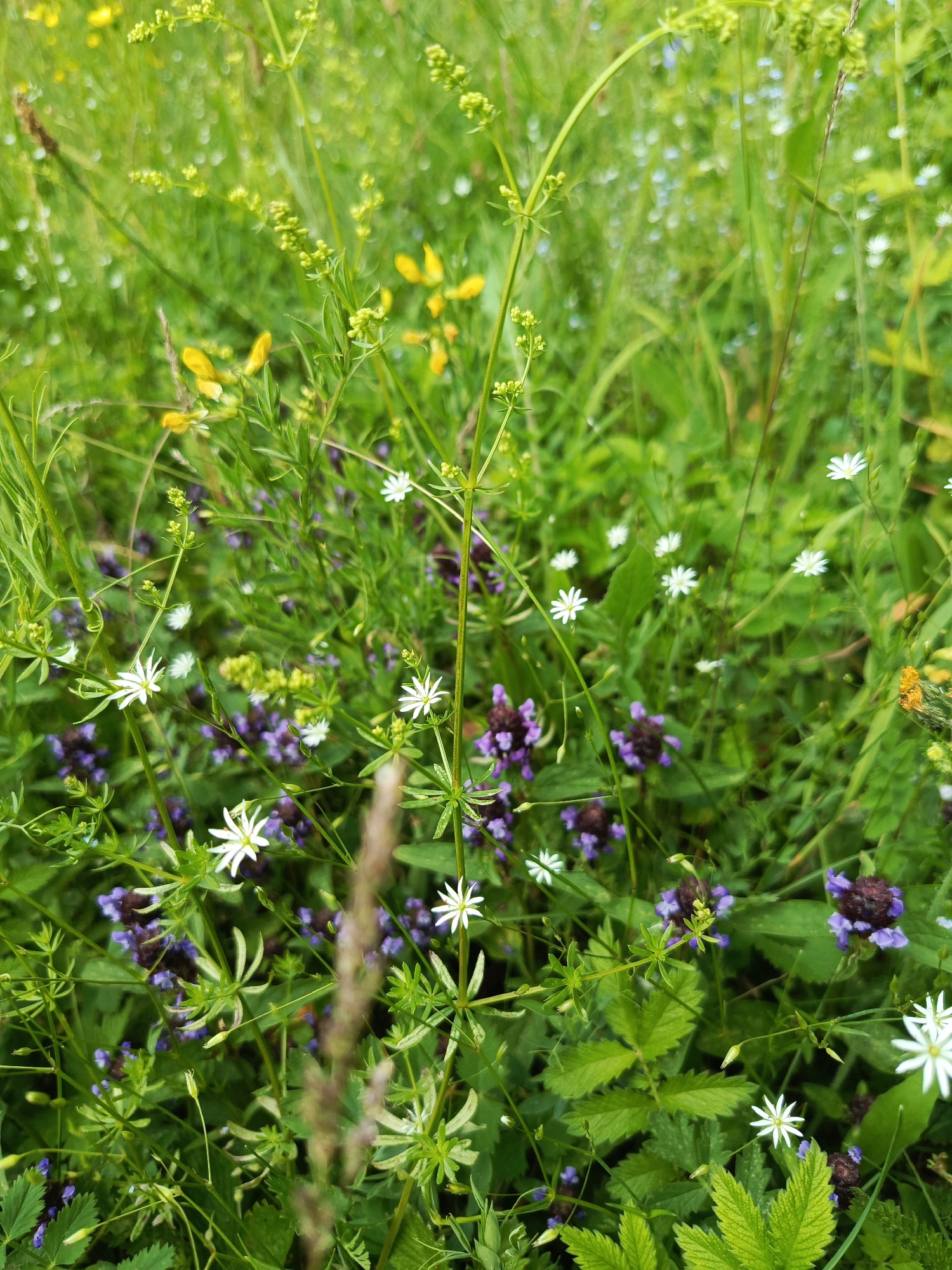 This image shows a close-up of a meadow filled with various wildflowers in Chumna, Russia. The dominant colors are green from the lush grass and foliage, with splashes of white from small star-shaped flowers, purple from larger bell-shaped blossoms, and yellow from a few scattered petals. The flowers are interspersed with tall green stems and slender stalks. The background is a soft blur of green and a few out-of-focus white specks, suggesting a shallow depth of field. There are no people or discernible structures visible in the frame. The environment appears to be a natural, uncultivated outdoor space.
