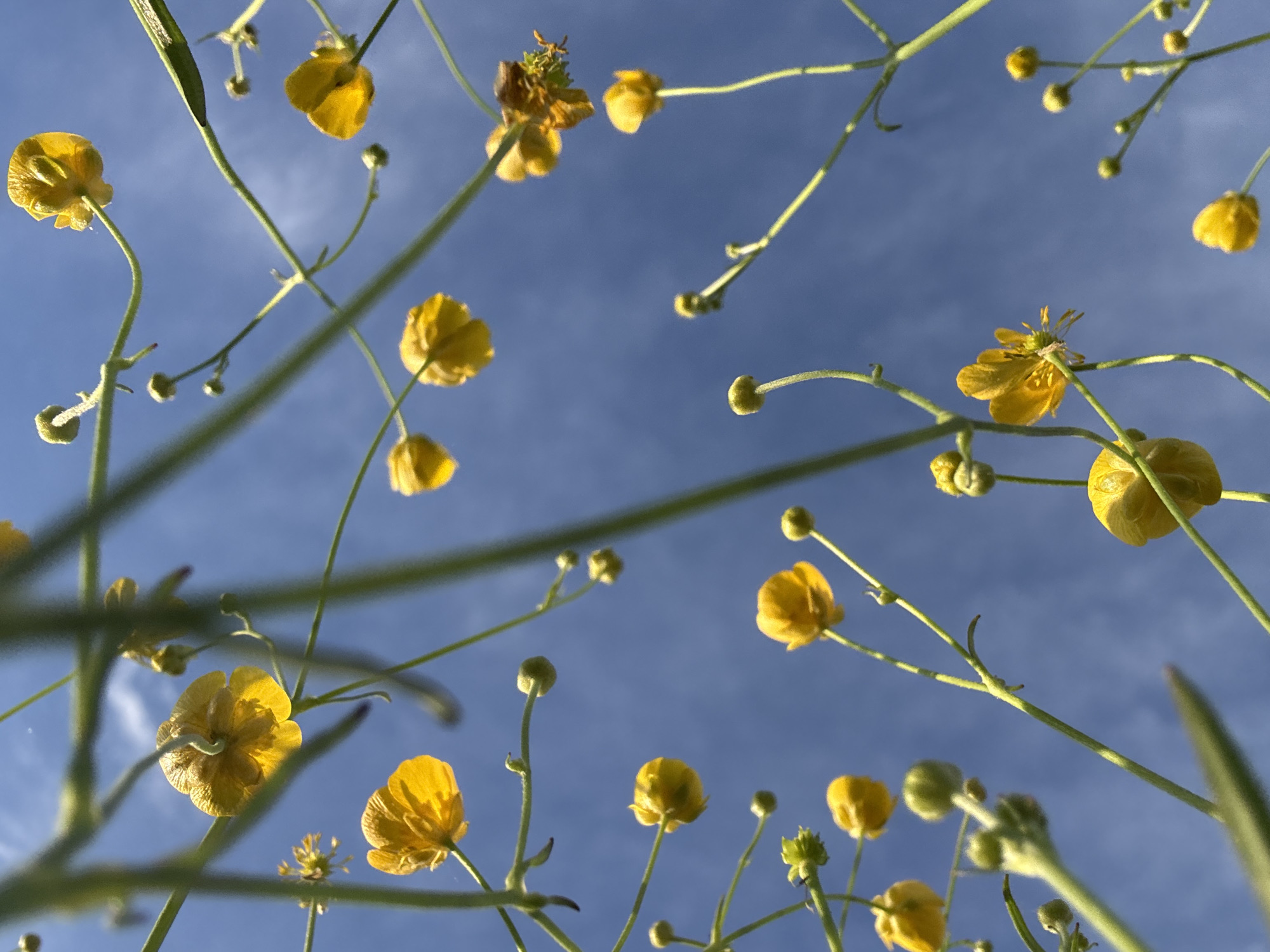The image is a low-angle shot looking upwards through a cluster of buttercup flowers against a blue sky with faint cirrus clouds. The yellow flowers are in various stages of bloom, some fully open, others in bud. The thin, green stems of the flowers are interspersed throughout the frame, creating a dense network. The location is undetermined, as the image does not provide clues to the city of Egorii, Russia.