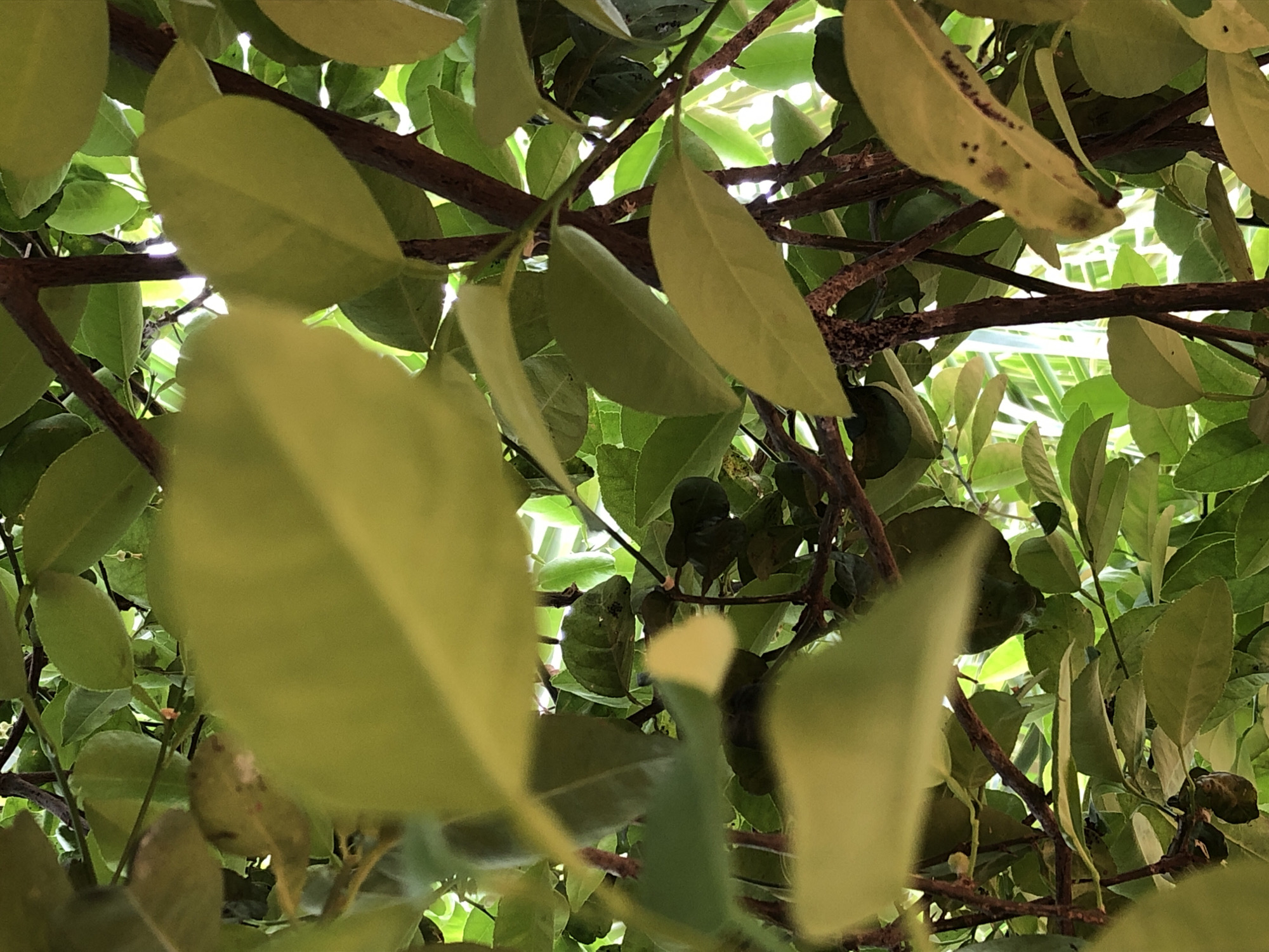 The image shows a close-up view of a citrus tree, possibly a lemon or lime tree. The focus is on the dense foliage, with many green leaves and several brown branches visible. Some of the leaves show signs of disease or damage, exhibiting dark spots. The light suggests it is daytime, filtered through the canopy, resulting in a bright, overcast scene. The location is likely outdoors where citrus trees are commonly grown, but no city or further environmental details are discernible. No people, subjects, objects, actions, or interactions other than the leaves and branches of the tree within its growing environment are evident.