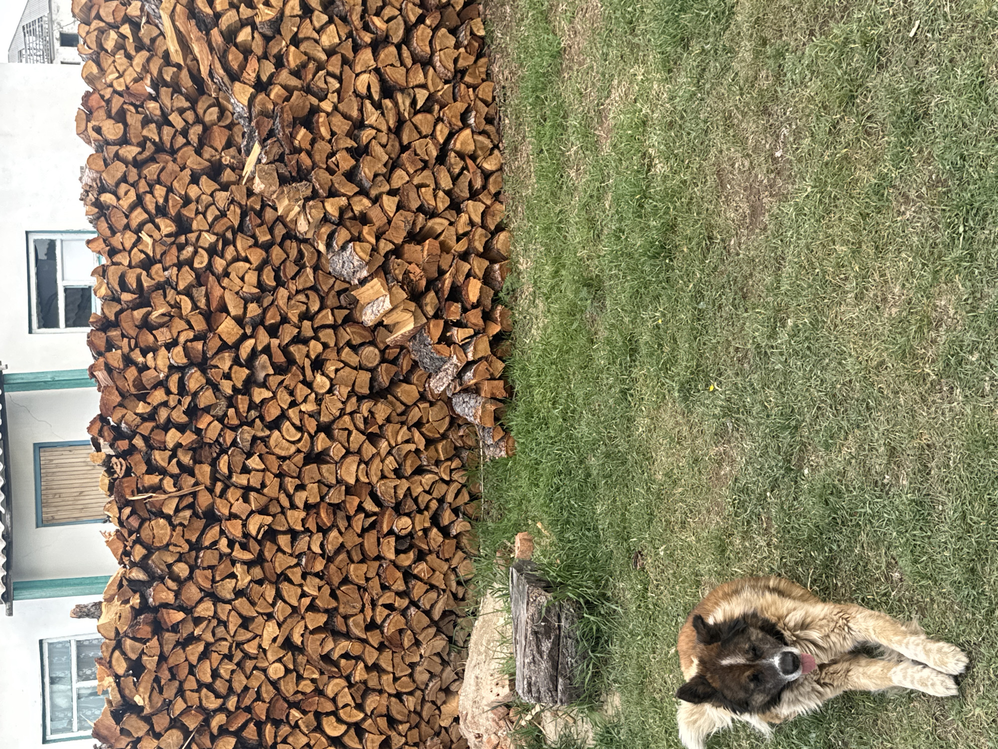 The image shows a scene in Нижний Бургалтай, Russia. A large stack of chopped firewood rests against the side of a white building with windows. To the right of the woodpile is a patch of green grass. A dog with brown and black fur is lying on the grass.