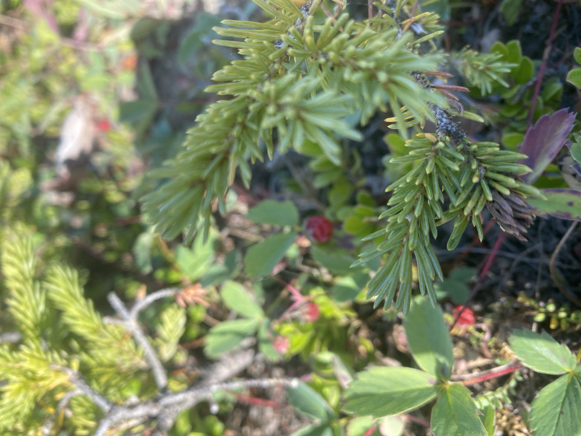 In Haines Junction, Canada, a close-up, low-angle shot captures a patch of tundra vegetation. In the foreground, a sprig of evergreen needles, likely from a dwarf spruce or fir, is sharply in focus. The needles are a vibrant green, with some appearing a lighter, almost yellow hue at the tips. Behind the evergreen, the scene blurs into a shallow depth of field. Clusters of small, heart-shaped green leaves are visible, interspersed with tiny red berries, characteristic of wild strawberries or lingonberries. The ground is a mix of soil and what appears to be moss or low-lying plant growth. A few reddish stems and twigs are also present. The lighting suggests a bright, possibly sunny day, casting soft shadows and highlighting the textures of the plants. The overall impression is one of a natural, wild environment within the subarctic landscape.