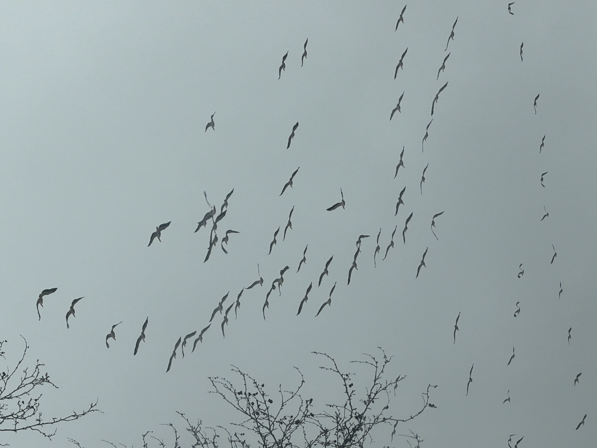 The image shows a flock of birds flying in a gray sky. The silhouettes of bare trees are visible in the lower portion of the frame. The location in the city of Varna, Bulgaria is not discernible from the image. The scene is dominated by the numerous birds in flight against an overcast sky, with the trees providing a foreground element.