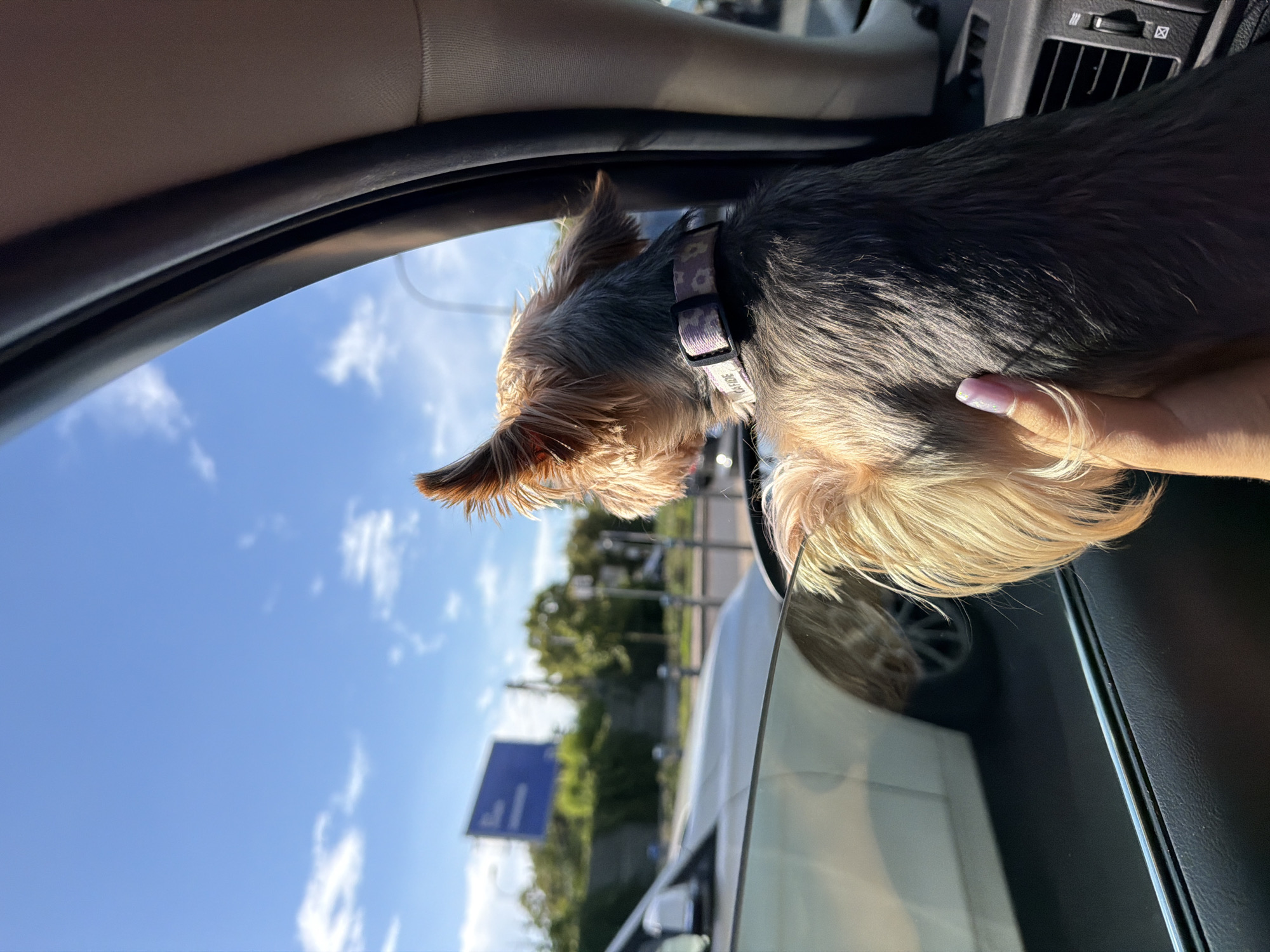 A Yorkshire Terrier is looking out of a car window on a sunny day. The dog is wearing a patterned collar and is being petted by a person whose hand is visible. Outside the car, a white car is parked, and there are trees and a blue billboard in the background. The scene appears to be in an urban environment, possibly on a street in Warsaw, Poland, given the presence of the billboard and the style of the cars.