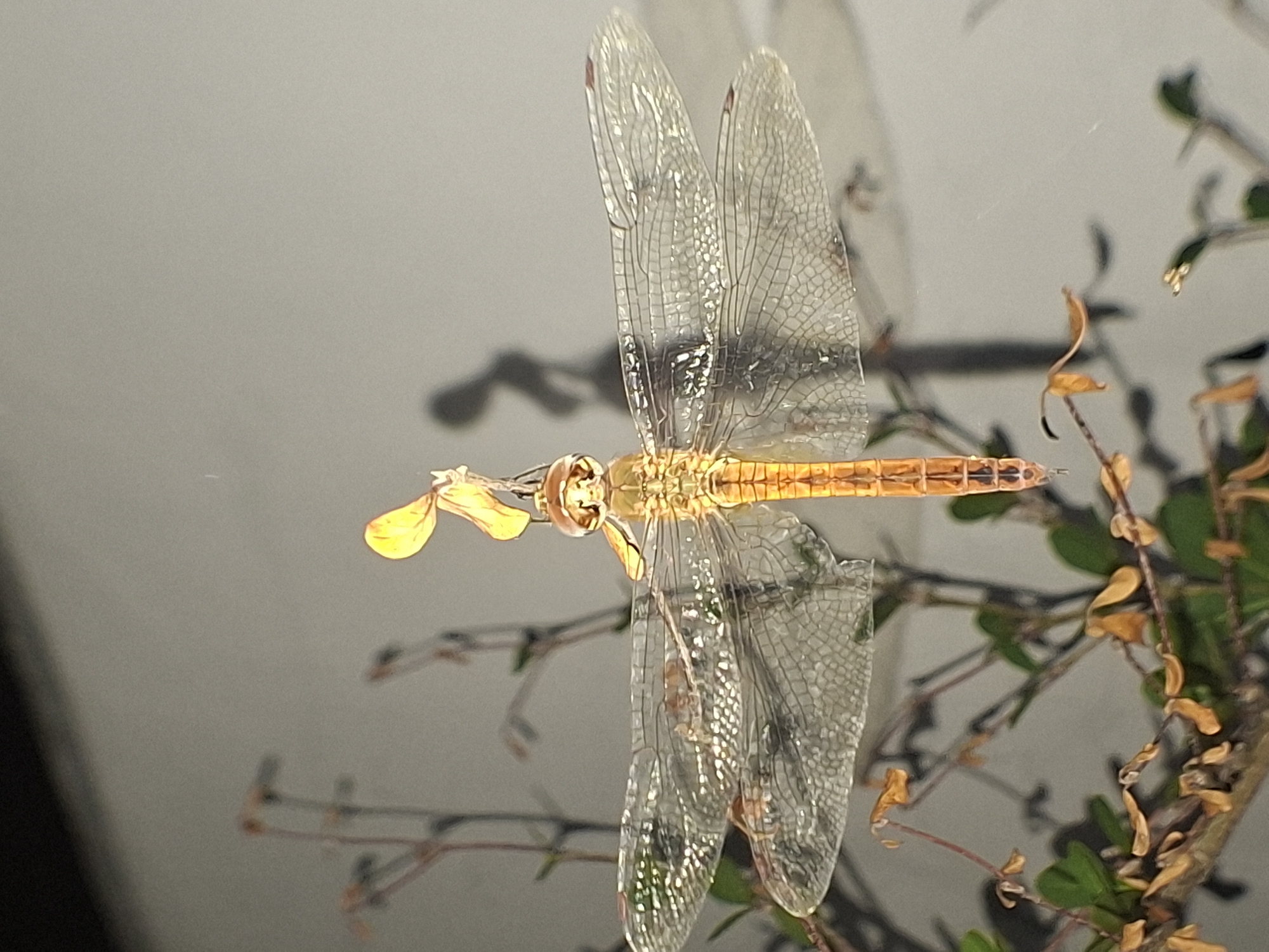 A dragonfly is perched on a plant. The dragonfly has a golden body, transparent wings with intricate vein patterns, and is facing to the left. The plant has some green leaves and some dry, brownish leaves. The background is a blurry gray wall. The location and time the picture was taken are unknown and can't be determined from the image.