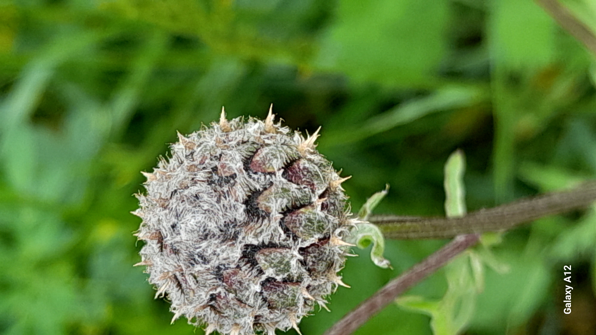 This is a close-up, horizontal, eye-level shot of a closed thistle flower bud with sharp, spiky petals in Markovskii, Russia. The bud is round and covered in dense, light-colored fuzz with dark green and burgundy accents underneath. Sharp, light-colored spikes protrude from the bud, giving it a prickly appearance. A thin, dark brown stem extends from the right side of the bud, with a few small, pale green leaves visible near the bud and further down the stem. The background is a blur of soft green foliage, suggesting an outdoor, natural setting. The lighting appears to be natural daylight, though the time of day and specific weather conditions are not discernible. The image is focused on the texture and intricate details of the flower bud. A watermark in the bottom right corner reads "Galaxy A12". No people or animals are present.