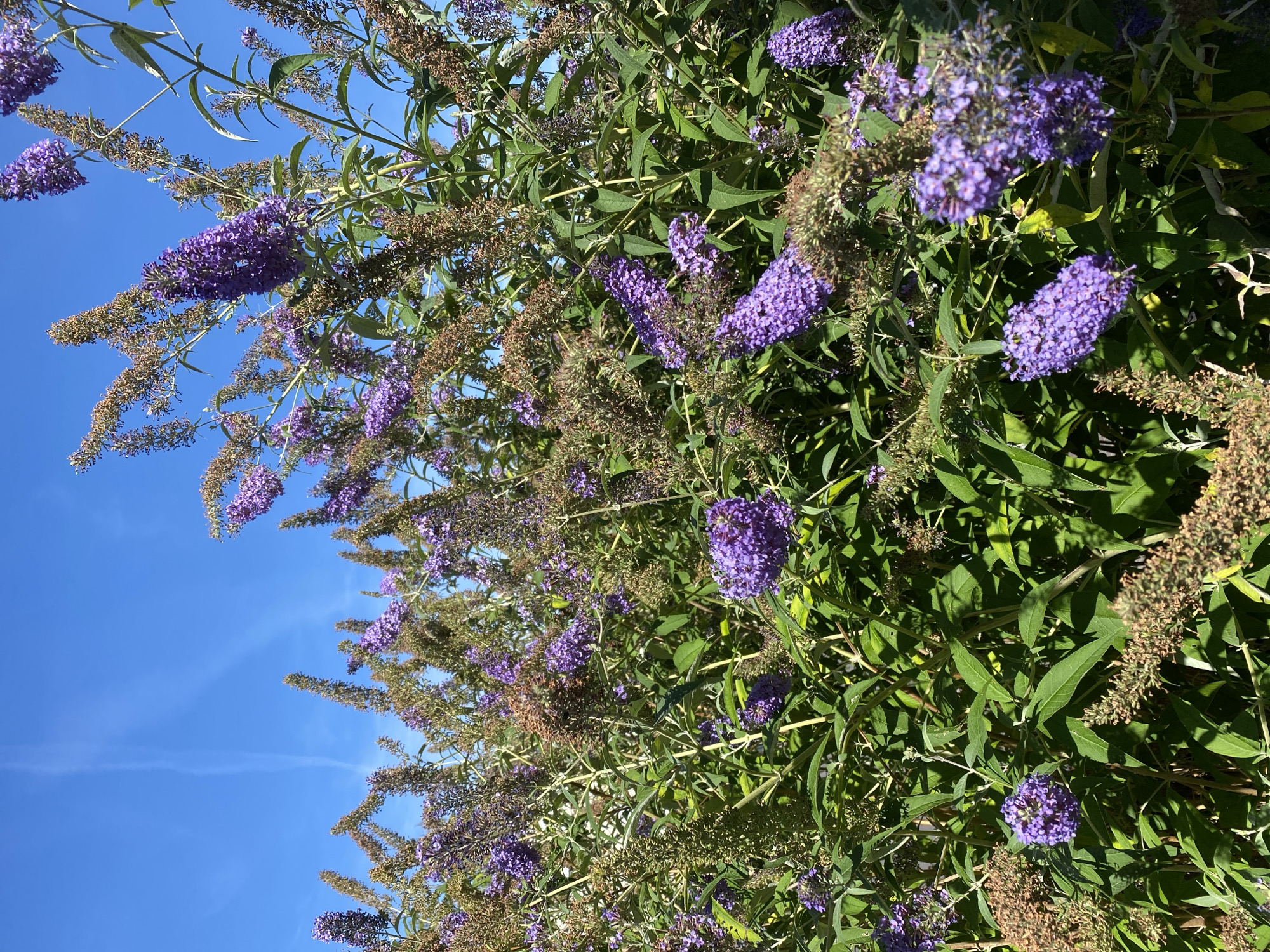 This is a close-up, eye-level, outdoor photograph taken during the daytime of a dense shrub, likely a butterfly bush (Buddleja davidii), in bloom. The bush is covered in clusters of small, purple flowers that are arranged in conical or spike-like panicles. Some of the flower clusters are in full bloom, while others appear to be past their prime, with dried brown seed heads interspersed among the purple blossoms. The foliage is a lush green, with long, lance-shaped leaves.
The background is a clear, bright blue sky with a few wispy white clouds or contrails visible. The lighting suggests it is a sunny day, with sunlight illuminating the flowers and leaves, creating some shadows within the dense foliage.
The image does not contain any people, animals, or man-made structures. The focus is entirely on the natural beauty of the blooming shrub. It is a vibrant and detailed view of a common garden plant under a clear sky. The location is specified as Flammersfeld, Germany, but the visual elements within the image itself do not provide specific clues to this exact geographical location beyond the presence of a typical European garden shrub.
