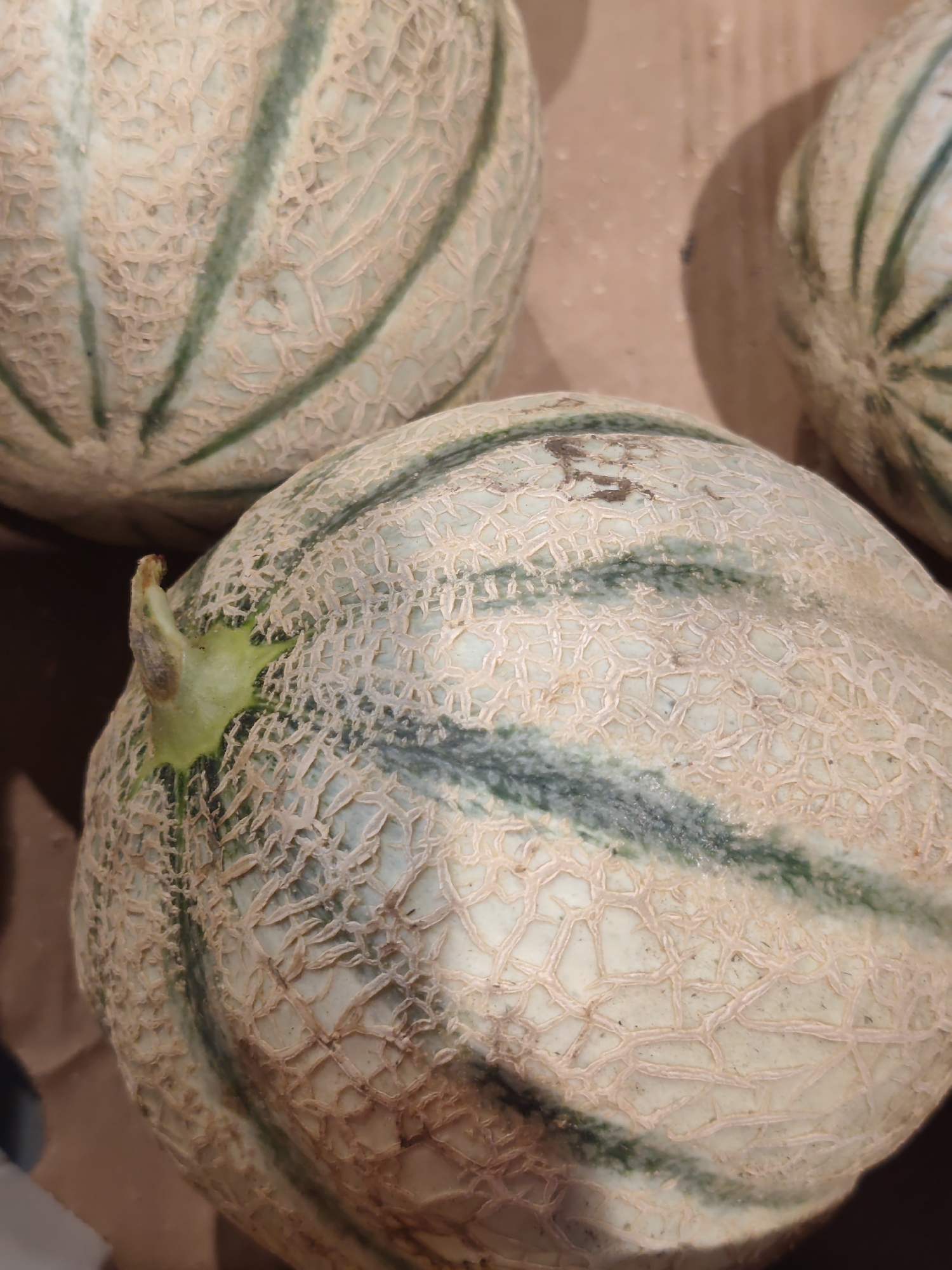 A close-up, vertical shot shows three cantaloupes with light green flesh and darker green stripes. The melons have a textured, netted rind. The one in the foreground is slightly tilted, revealing its stem. The background is a blurred, warm-toned surface, possibly a wooden table or crate, suggesting an outdoor market setting in Sochi, Russia. The lighting is natural, casting soft shadows. No people are visible in the image.