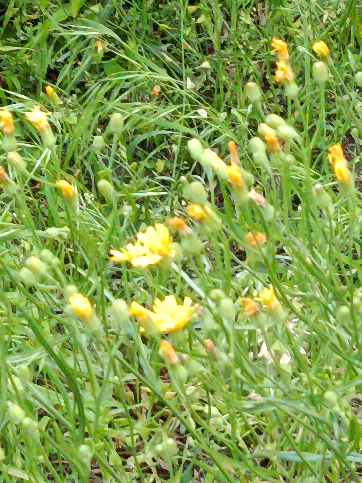 The image depicts a close-up, eye-level view of a patch of wild yellow wildflowers growing amidst green grass and stems. The flowers are small and appear to be in various stages of bloom, with some fully open and others still in bud. The background is a blur of green foliage, suggesting a natural, outdoor setting. The overall impression is one of a summer meadow or roadside flora. The image does not contain any information about the city of Kyiv, Ukraine.