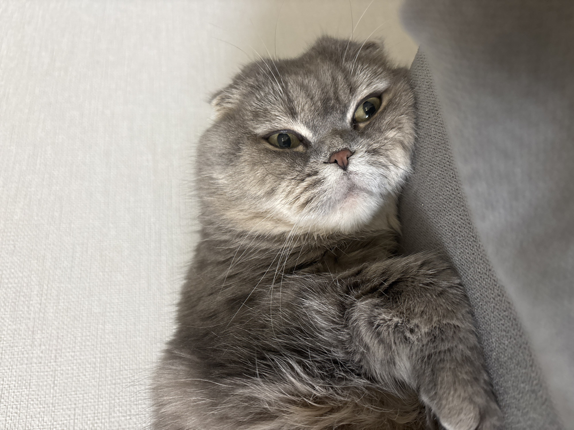 A gray Scottish Fold cat lies on its side, with its head tilted slightly to the left. The cat's fur appears to be a mix of light and dark gray. Its folded ears are distinct. The cat's eyes are green/yellow. A gray textured fabric is to the cat's right. The background is a white, textured wall. There is no indication of the city Chaikovsky, Russia.