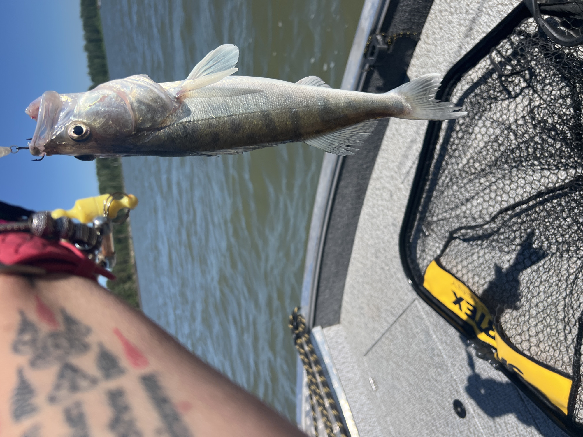 A close-up shot shows a freshly caught fish being held by a person's arm. The fish, a walleye, is hanging vertically, suspended by a fishing hook that is lodged in its mouth. The fish is silvery-green with dark vertical stripes along its body. Its mouth is open, revealing sharp teeth. The person's arm, which has tattoos, is visible on the left side of the frame. A fishing net with a yellow handle lies on the deck of a boat in the foreground. The boat is on a body of water, likely a lake, with trees and a clear blue sky in the background. The location is identified as Borovoe, Russia.