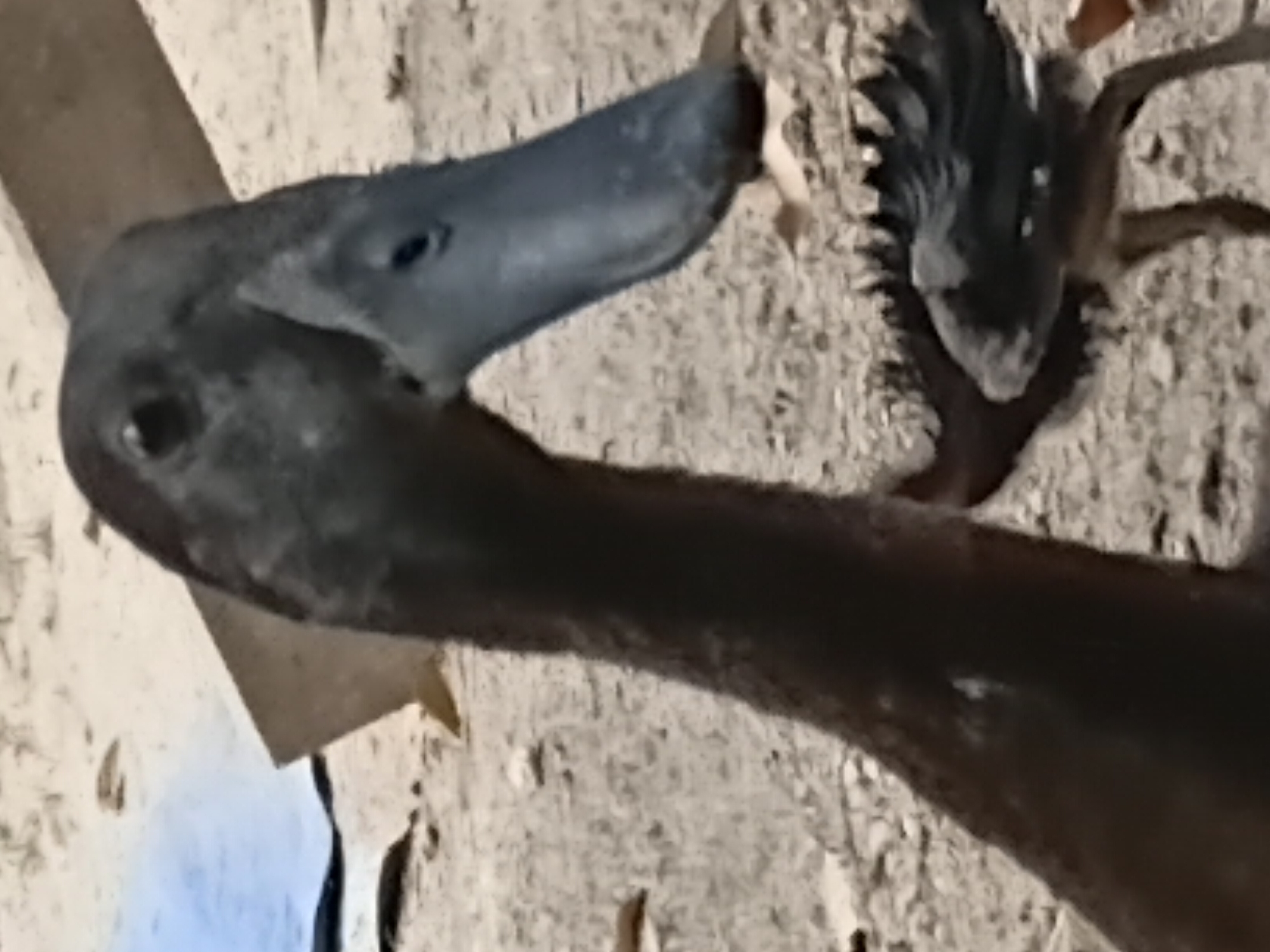 A dark brown duck with a long beak and a black eye is standing on a dirt ground. The duck is facing to the right. In the background, there is a blue tarp and a piece of wood. The scene appears to be in an outdoor area with dry soil and small rocks.