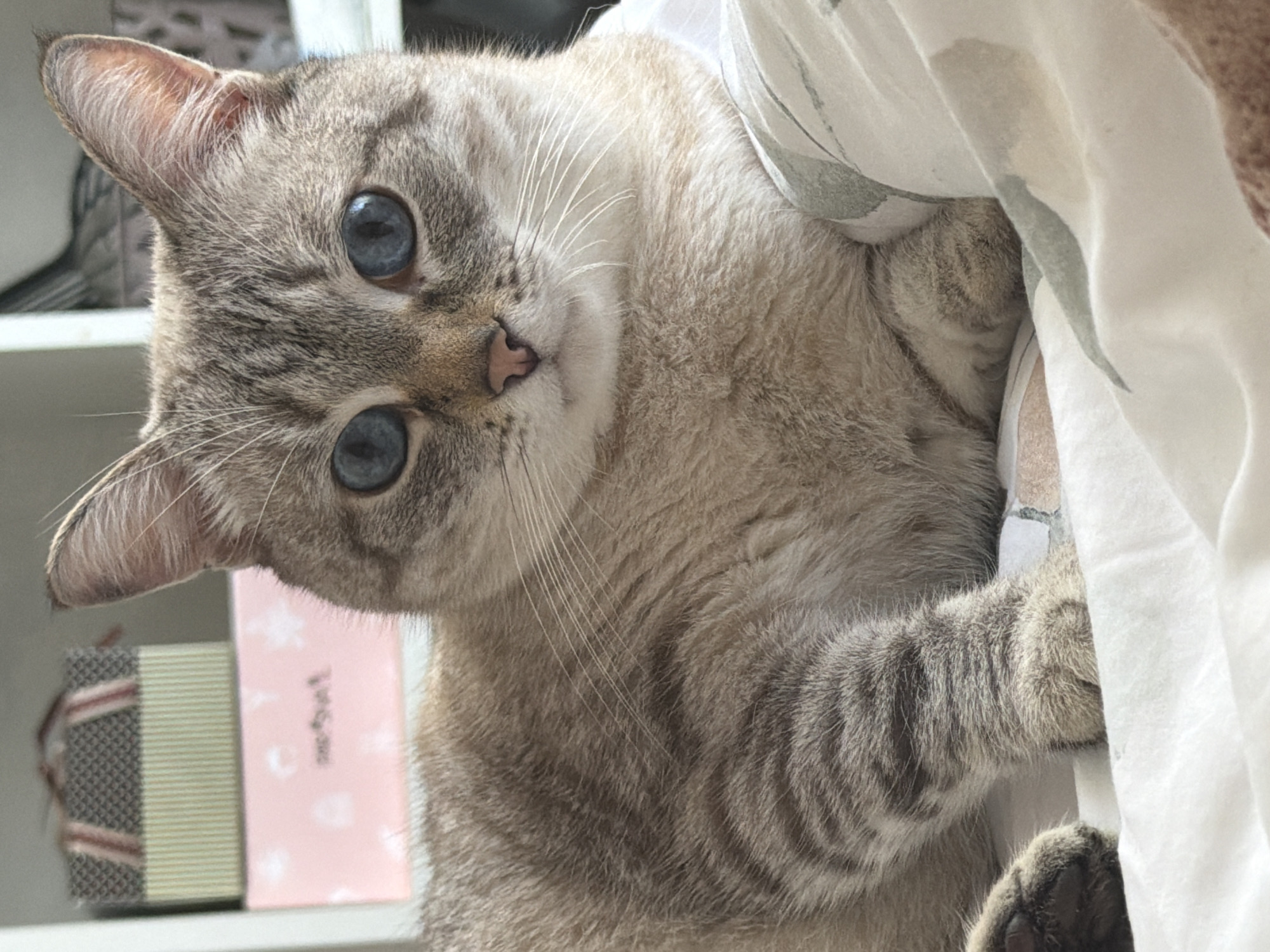 A light beige tabby cat with blue eyes is partially visible, peeking out from behind a white sheet. The cat is angled to the left, with its head tilted and one paw gripping the sheet. A stack of objects, including a pink box, is visible on a shelf in the background. There is no information in the image to suggest its location in Perm, Russia, or to add additional details about people, subjects, or actions.