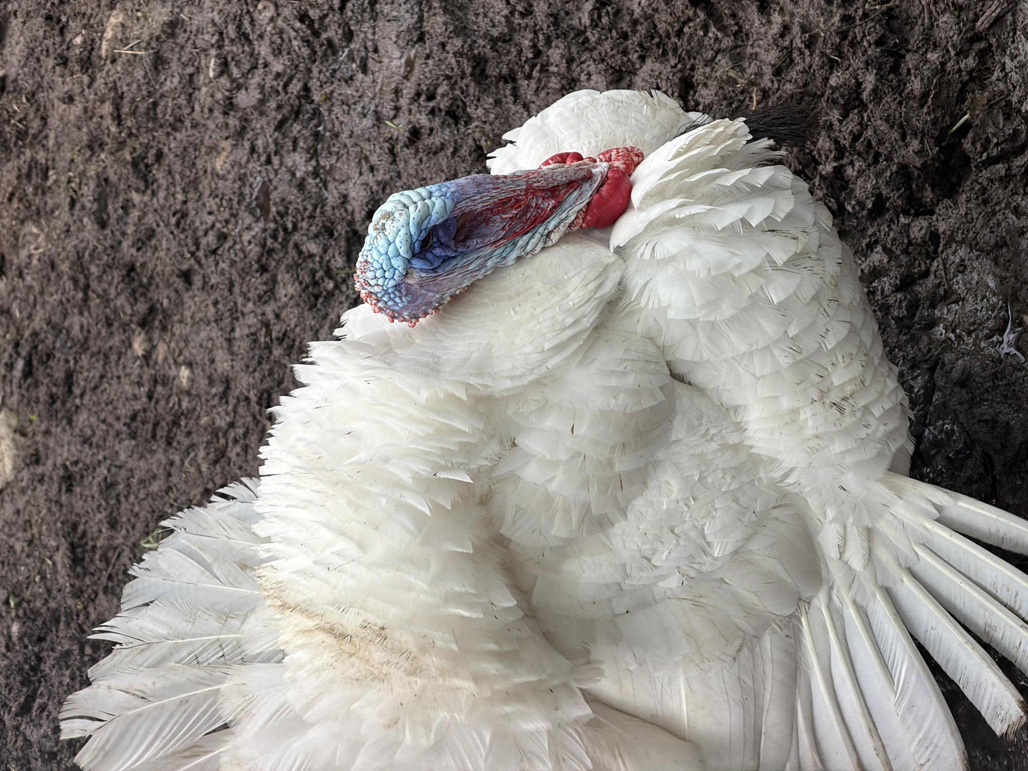 A close-up, top-down shot depicts a white turkey lying on the ground. The ground is dark brown, possibly muddy or consisting of soil. The turkey's feathers are predominantly white, with subtle variations in texture and layering. The head and neck are visible, showing the characteristic red and blue coloring of a turkey's wattle and caruncles. The setting appears to be outdoors, likely on a farm or in a rural area. The location is unspecified.