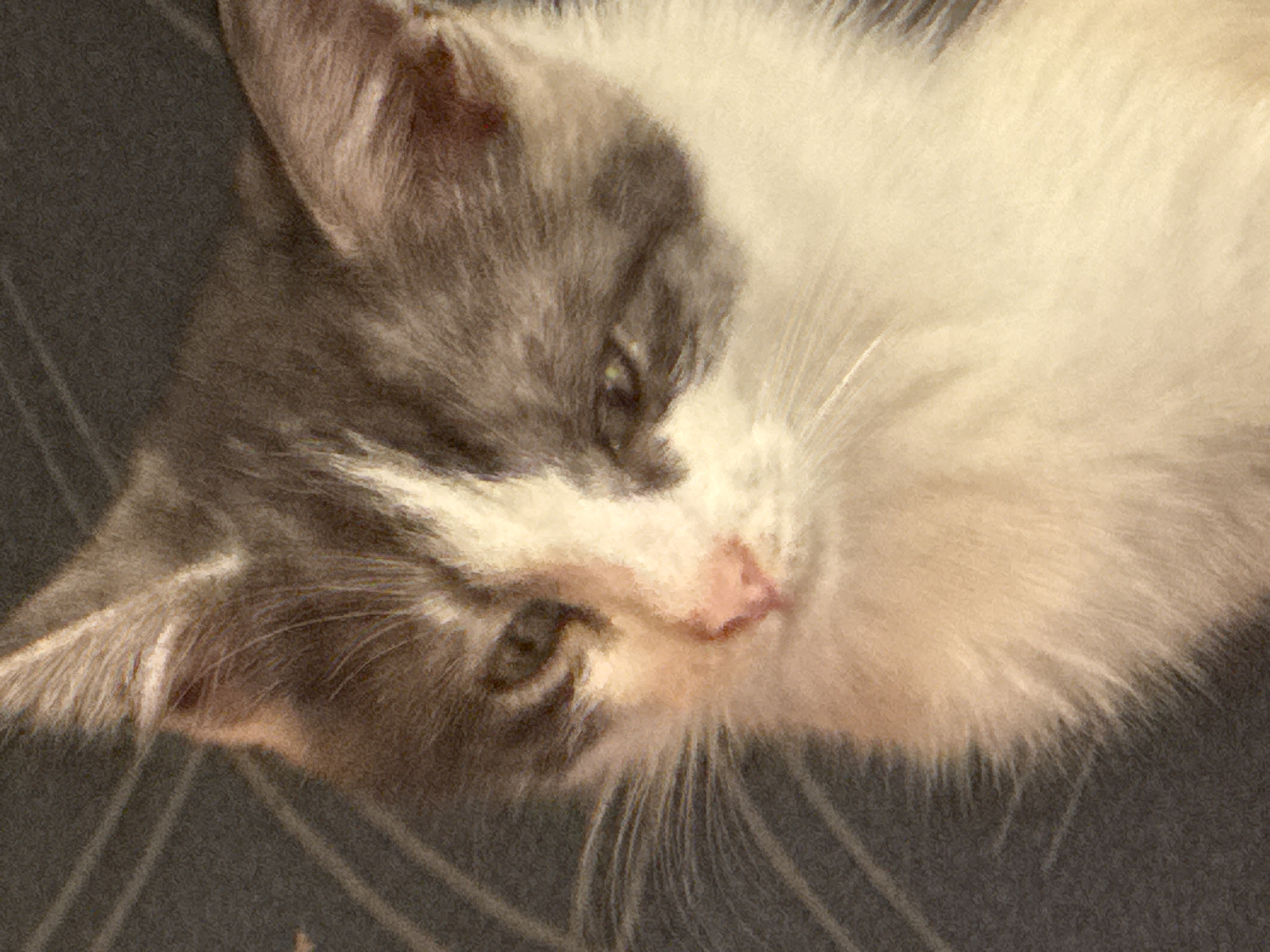 The image is a close-up, horizontal, medium shot of a kitten's face. The kitten has grey and white fur with stripes on its head. Its eyes are light green and it has a pink nose. The background is dark and out of focus, with some visible lines that suggest fabric or a textured surface. The lighting is soft and warm. No city or location information is available.