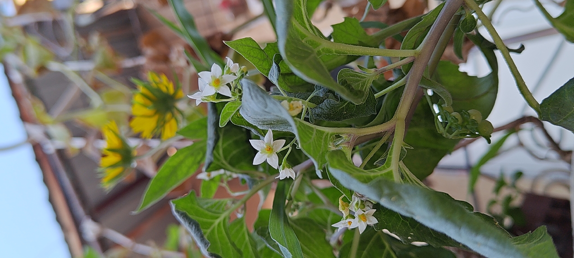 The image shows a close-up of a plant with small white flowers and green leaves. In the background, blurred yellow flowers are visible, along with what appears to be a rooftop and sky. The plant has thick green stems and deeply veined leaves. Several small white flowers, each with five petals and a yellow center, are in focus on the plant's branches. Some tiny green fruits are also visible on one of the branches. The overall lighting suggests an outdoor setting, likely during the daytime. The image does not provide any specific clues about its location within Khujand, Tajikistan, or any other identifiable landmarks. There are no people or animals present in the scene.