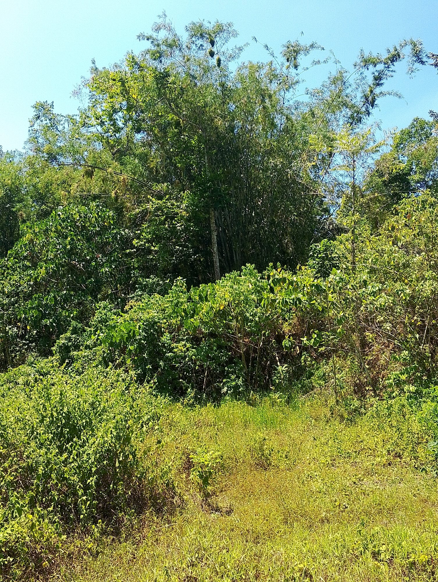 The image depicts a dense, overgrown area dominated by lush green foliage under a clear blue sky. In the background, tall bamboo stalks rise above a thick canopy of trees and shrubs. The foreground consists of a sun-drenched grassy clearing with patches of dry grass, suggesting a natural, untamed environment. There are no people, structures, or signs of human activity visible in the scene, indicating a remote or undeveloped location. The scene is consistent with the natural landscapes found in the outskirts of Tomohon, Indonesia, known for its rich volcanic soil and abundant tropical vegetation.