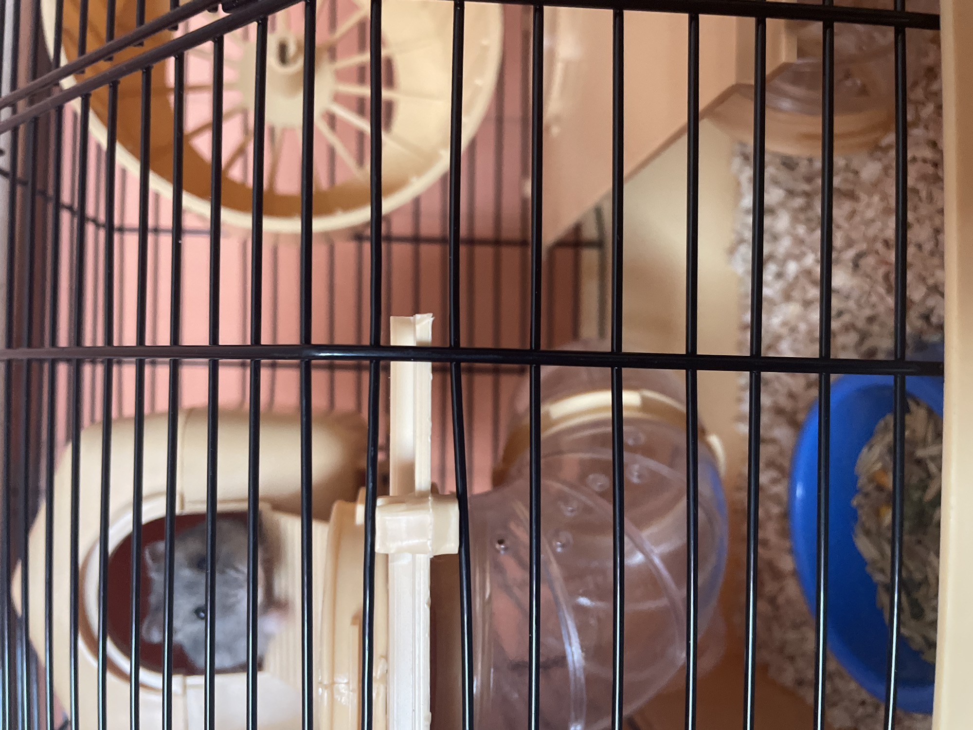 A close-up, indoor, eye-level shot shows a hamster in a cage. The hamster, a small gray rodent with dark eyes and a light pink nose, peeks out from a circular opening in a tan plastic igloo-shaped hideaway. The cage is made of black metal bars and tan plastic. Inside the cage are various accessories, including a large, beige exercise wheel visible in the upper right quadrant. Below the hideaway and wheel, a clear plastic tube runs horizontally across the middle of the frame, and a blue plastic food bowl filled with hamster food is located in the lower section. The background is a soft pink wall. The scene is static and shows no action. There are no people present. The location is not specified as being in Shpykolosy, Ukraine.