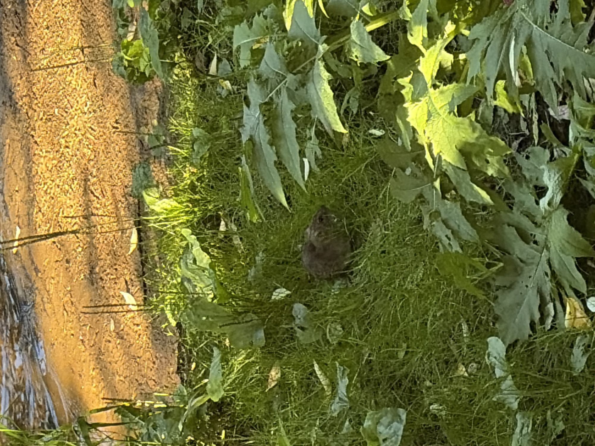 A small, furry brown animal is partially visible amidst green grass and large, leafy plants. The animal appears to be a rodent, possibly a groundhog or a large rat, hunkered down in the foliage. The background features a sandy area with a body of water, suggesting a riparian or lakeside environment. The lighting indicates it is daytime, with sunlight casting shadows and highlighting the textures of the plants and ground. The scene is natural and appears to be an outdoor environment.