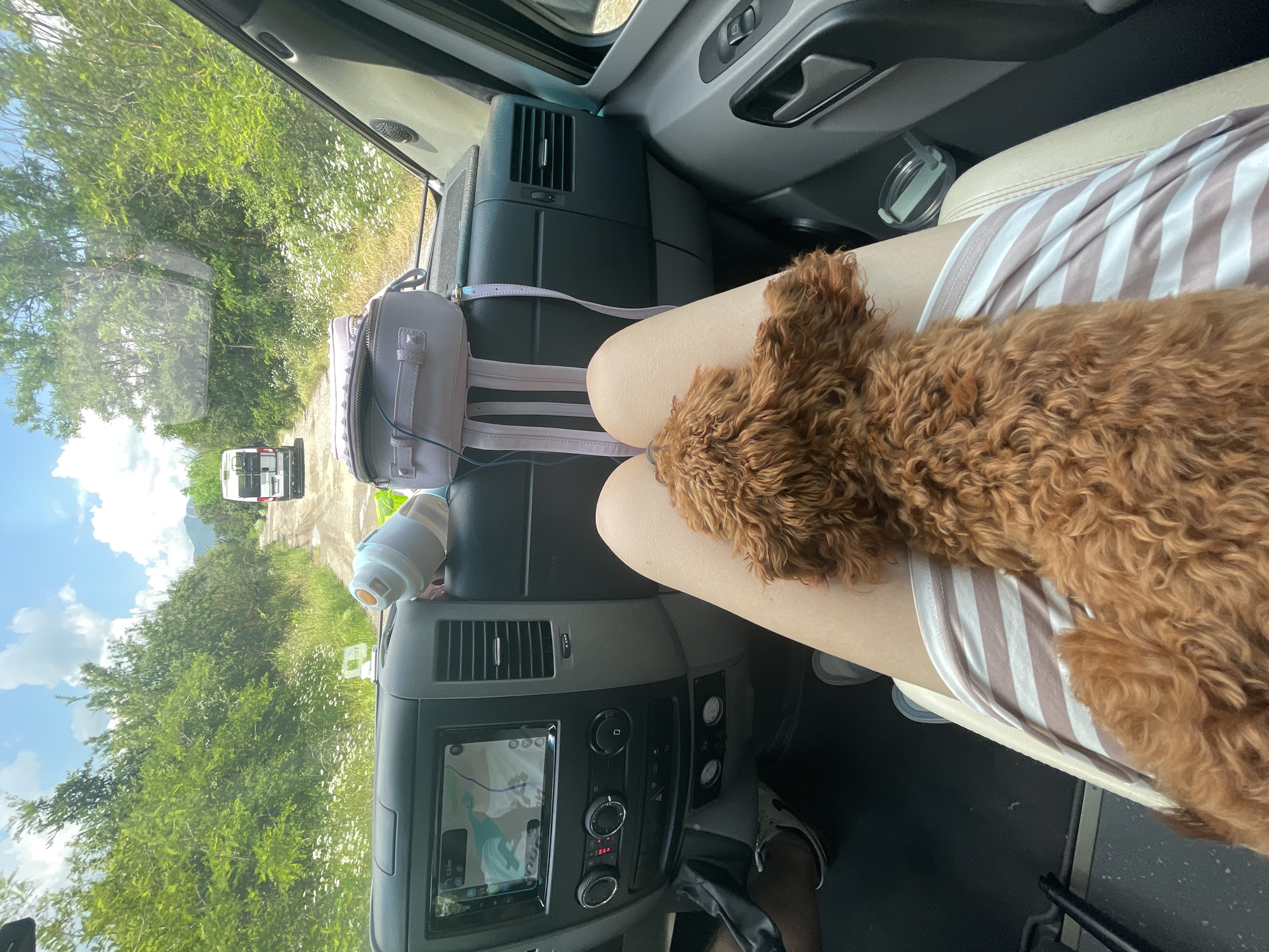 The image captures a first-person perspective from the passenger seat of a vehicle, looking forward onto a dirt road in Dunavtsi, Bulgaria. In the foreground, the bare thighs of a person are visible, wearing a light-colored garment with horizontal white and light brown stripes. A small, curly-haired brown dog, likely a Poodle or Doodle, rests on the person's lap, facing away from the camera.
The vehicle's dark grey dashboard is prominent, featuring a central infotainment system displaying a map interface with a route and a "2.5 km" indicator. Below the screen are climate control knobs and air vents. On the passenger side of the dashboard, a light purple-grey studded bag with a handle and straps is placed, alongside a light blue and white water bottle with an orange cap. The driver's legs, wearing dark shorts and sneakers, are partially visible on the left. A transparent cup with a straw sits in a cup holder on the passenger side.
The exterior view through the windshield shows a narrow, unpaved dirt road with visible puddles, stretching into the distance. Lush, dense green trees and bushes line both sides of the road, with small white wildflowers interspersed among the foliage. Another white van, resembling a camper van, is visible on the road in the mid-distance, facing away from the camera. Beyond the trees, faint mountains are discernible under a bright blue sky dotted with white cumulus clouds, indicating clear weather.
