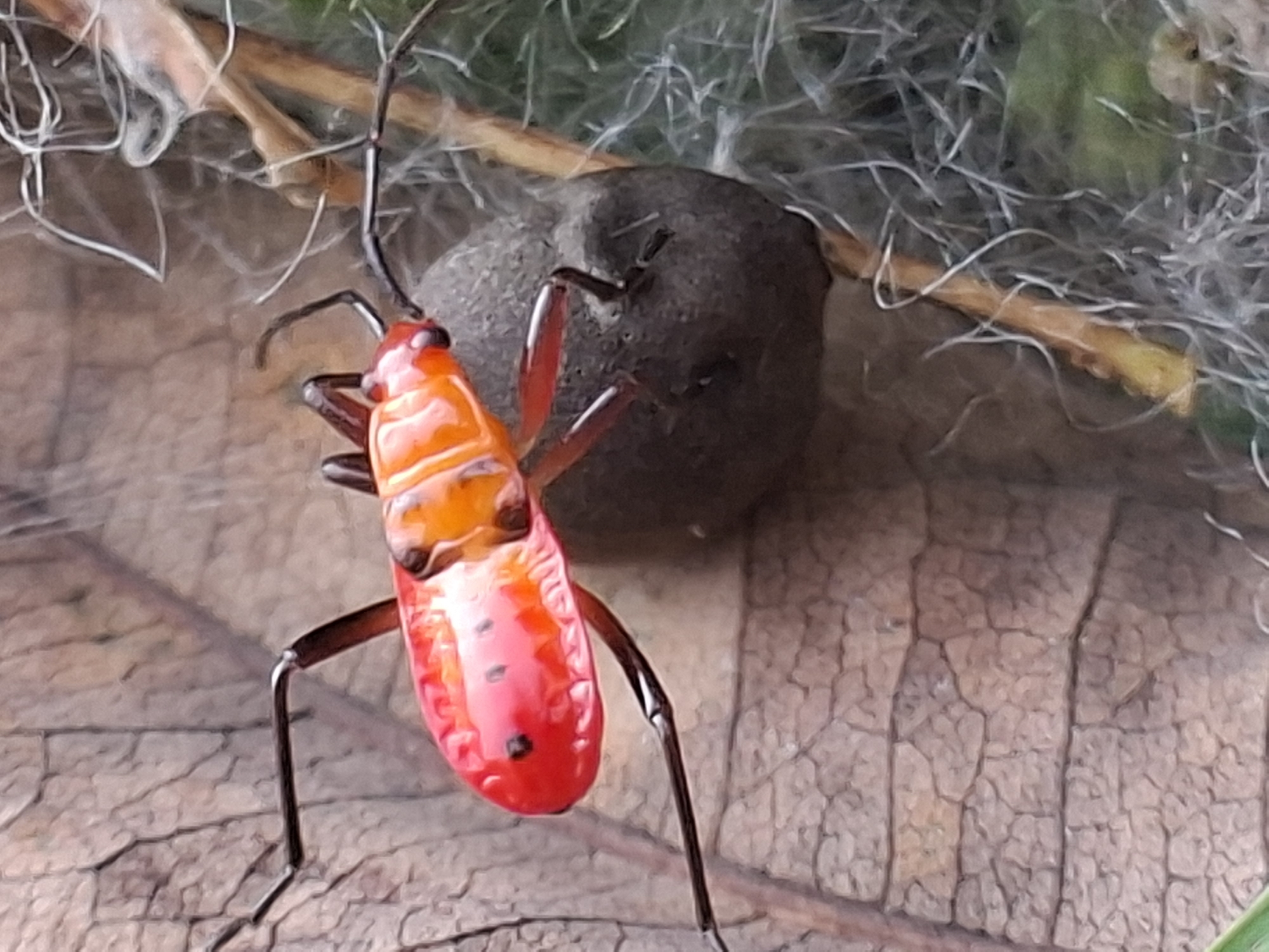A red and orange bug with black legs and antennae is positioned on a dry, veined leaf. Behind the bug is a dark gray, round object. White, fibrous material is visible in the upper portion of the image. Location: Lhokseumawe, Indonesia is not discernable from the image.