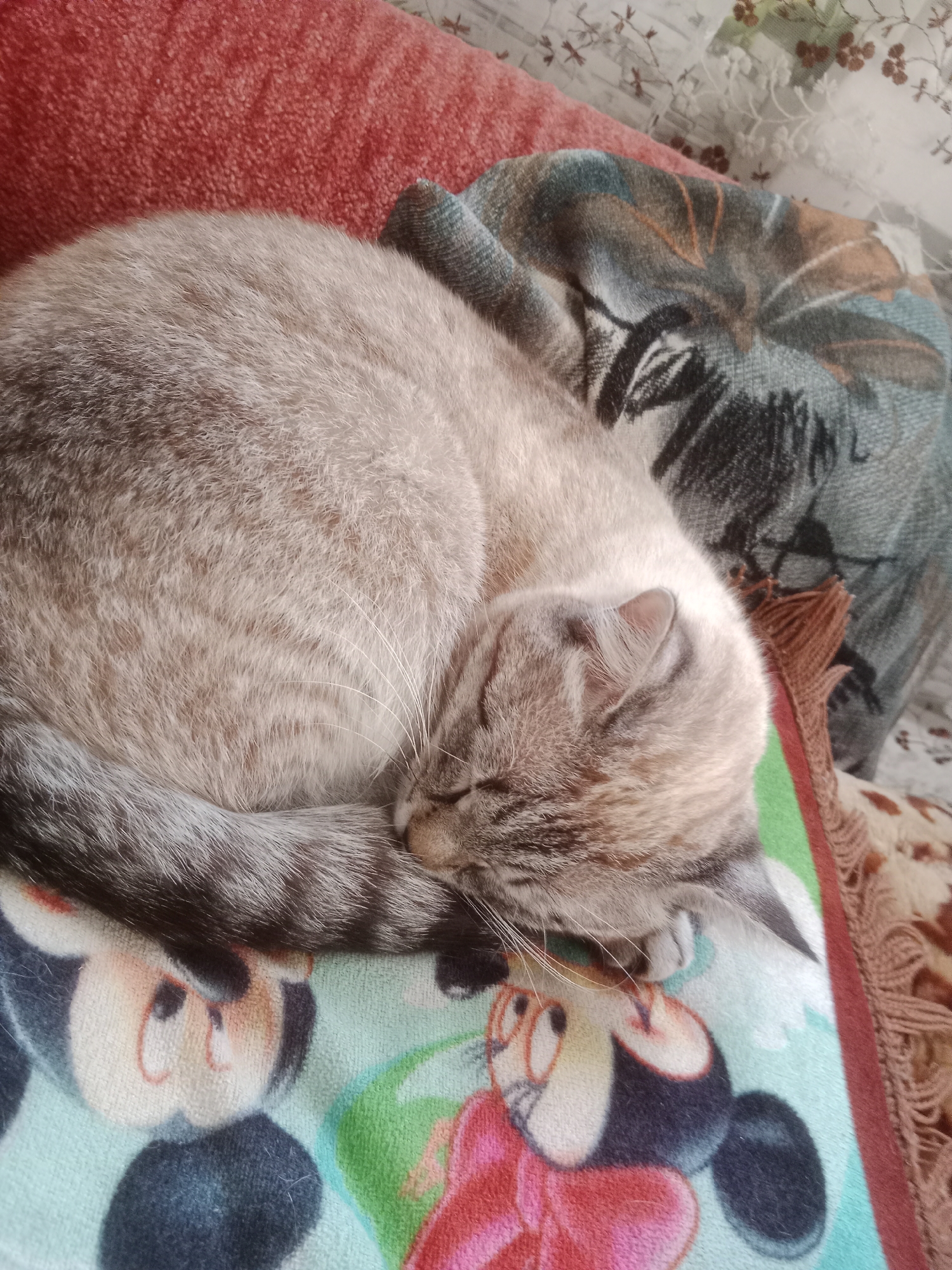 The image shows a light-colored cat sleeping curled up on a turquoise blanket with a Mickey Mouse pattern. The cat's fur is a mix of gray and brown, with darker tabby markings on its face and tail. It is lying on its side, with its head tucked into its body. The blanket is soft and appears to be made of fleece. Behind the cat, there is a red textured pillow. In the background, another blanket with a floral pattern can be seen. The scene suggests a comfortable and relaxed indoor setting. There are no visible people or any context related to Макаров ауылдық округі, Kazakhstan.