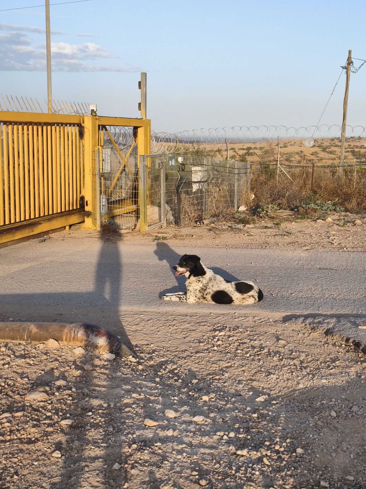 A black and white dog, appearing to be a mixed breed with distinct black patches on its white coat, lies peacefully on a paved surface in the foreground. Its tongue is slightly out, suggesting it's resting. A long, dark shadow of a person, likely the photographer, stretches prominently across the paved ground from the left.
The setting is an outdoor, semi-arid environment, consistent with the Lachish Regional Council in Israel. To the left, a large, bright yellow metal gate with vertical bars and pointed anti-climb features stands closed. Behind it, a network of fences, including chain-link and concertina barbed wire, stretches into the background, suggesting a secured or restricted area. A small green sign with the number "40" is attached to a fence on the right side. Further back, a wooden utility pole with wires rises against the clear sky.
The ground transitions from pavement to gravel and dry earth, with sparse, dry vegetation beyond the fences. In the distant background, a parched, hilly landscape extends under a pale blue sky dotted with a few white clouds. A rusty, curved metal pipe is visible on the gravel in the lower left corner.
The long shadows and warm lighting indicate that the photograph was taken during the golden hour, either late afternoon or early morning. No specific activity is taking place beyond the dog resting and the implied act of photography. The overall impression is one of stillness in an austere, sunlit landscape.