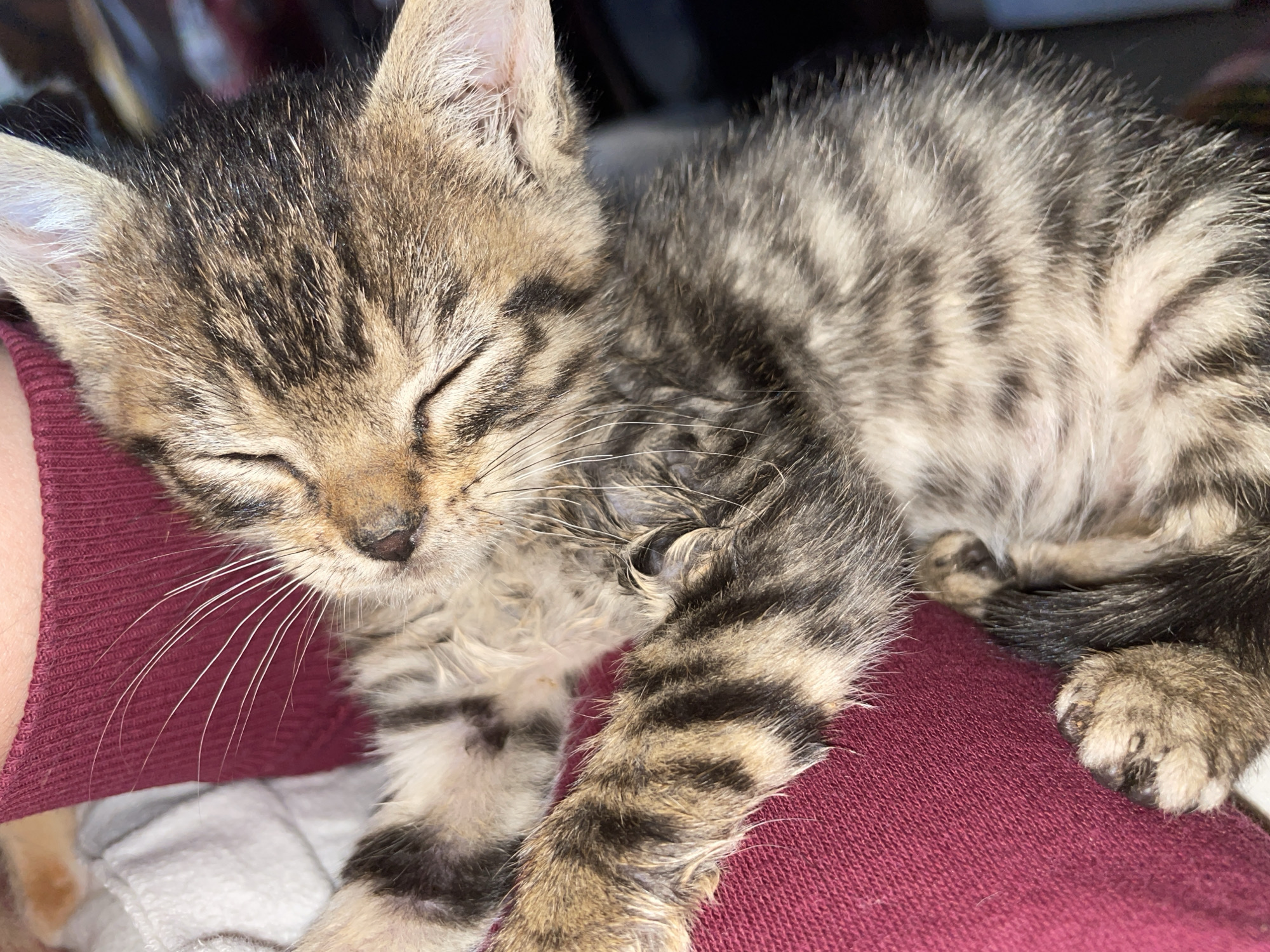 A small tabby kitten is sleeping on someone's lap. The kitten has a brown and black striped coat and is curled up on a dark red fabric. The background is blurry, but it appears to be indoors. The kitten's eyes are closed, and its whiskers are visible. The image does not suggest that the subject matter is taking place in Zlatograd, Bulgaria.