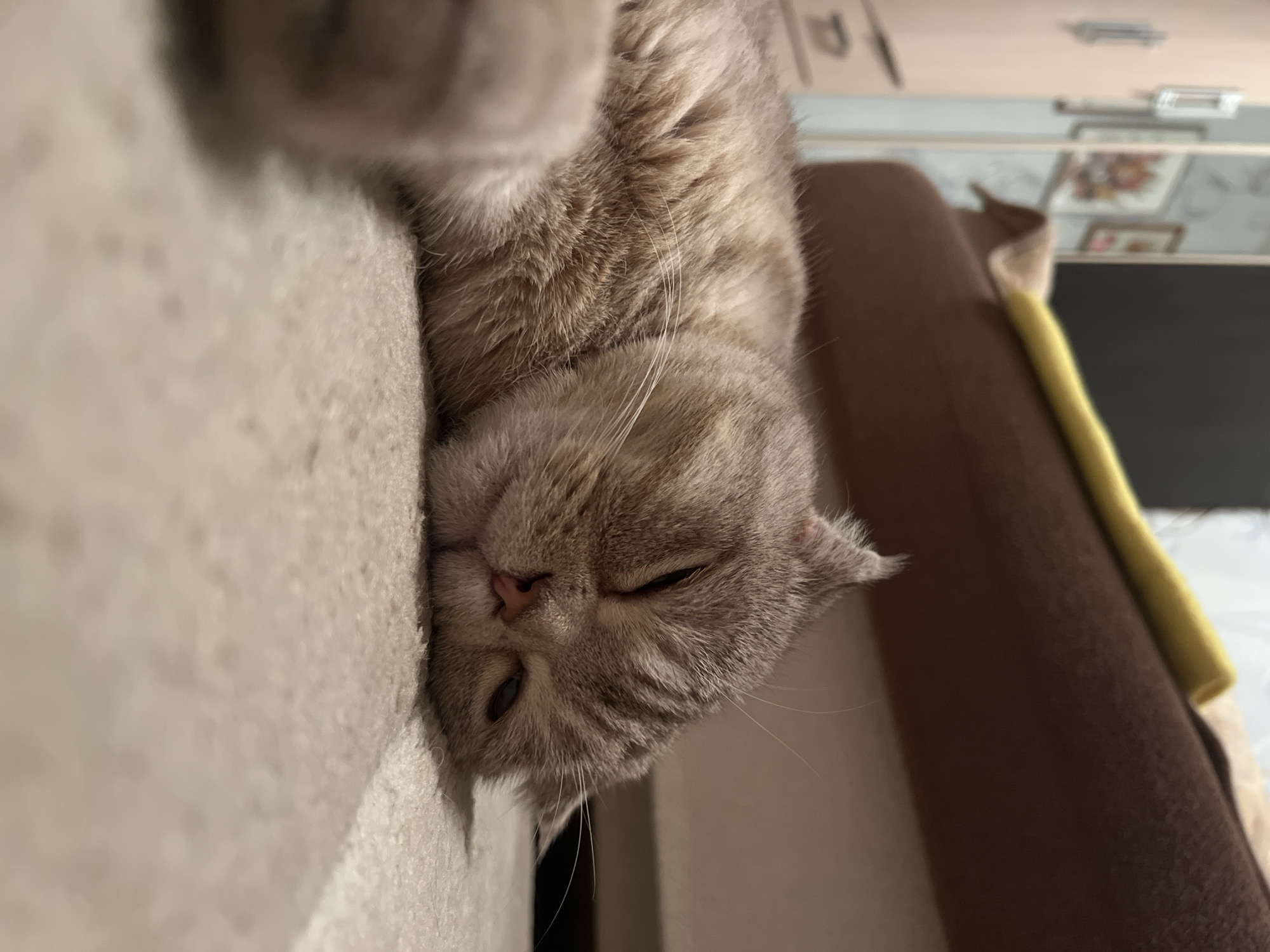 A tan, tabby cat is resting on a beige surface. The cat is lying down, with its eyes partially closed. A brown blanket or cushion is behind the cat, with a sliver of yellow fabric visible. The background is blurry but shows a light-colored wall and what appears to be a cabinet or shelf. The photograph is taken at a close-up angle. It is impossible to identify location.