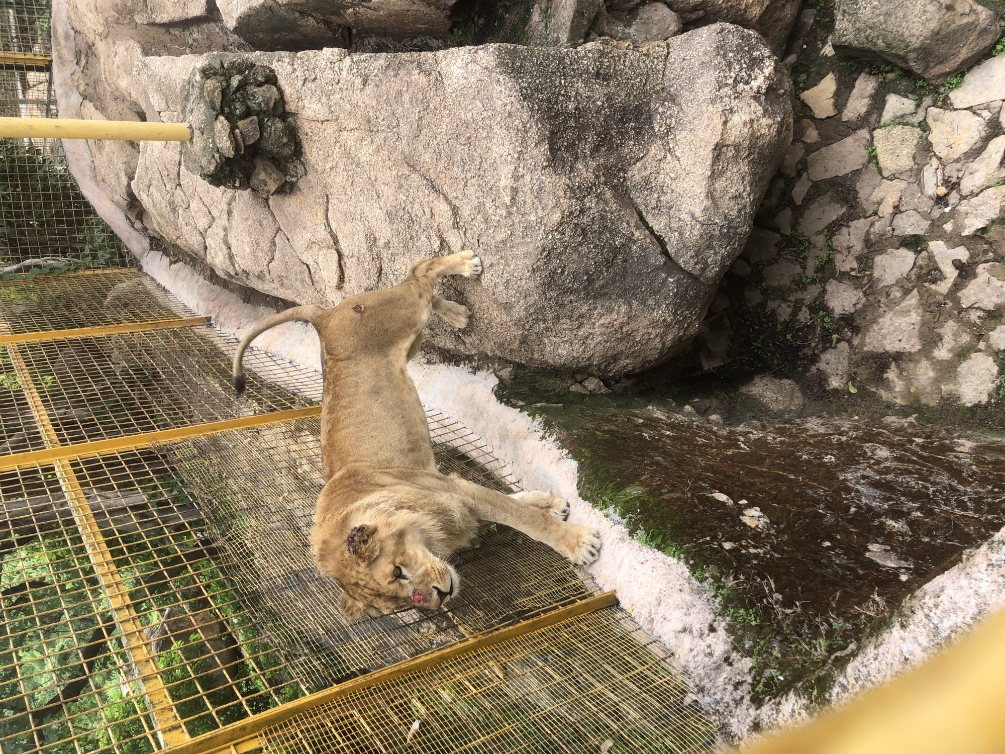 A lion with visible injuries on its head and flank walks along a raised concrete ledge beside a yellow metal fence. The lion is positioned in an enclosure with naturalistic elements, including large rocks and vegetation. The ground within the enclosure appears to be a mix of dirt and scattered stones. A portion of the enclosure wall, made of concrete, is visible, with some moss and dampness indicating the presence of moisture. Beyond the fence, trees and foliage are visible, suggesting an outdoor setting. The overall scene depicts a captive animal in an environment designed to mimic its natural habitat, with the visible injuries suggesting potential conflict or medical issues.