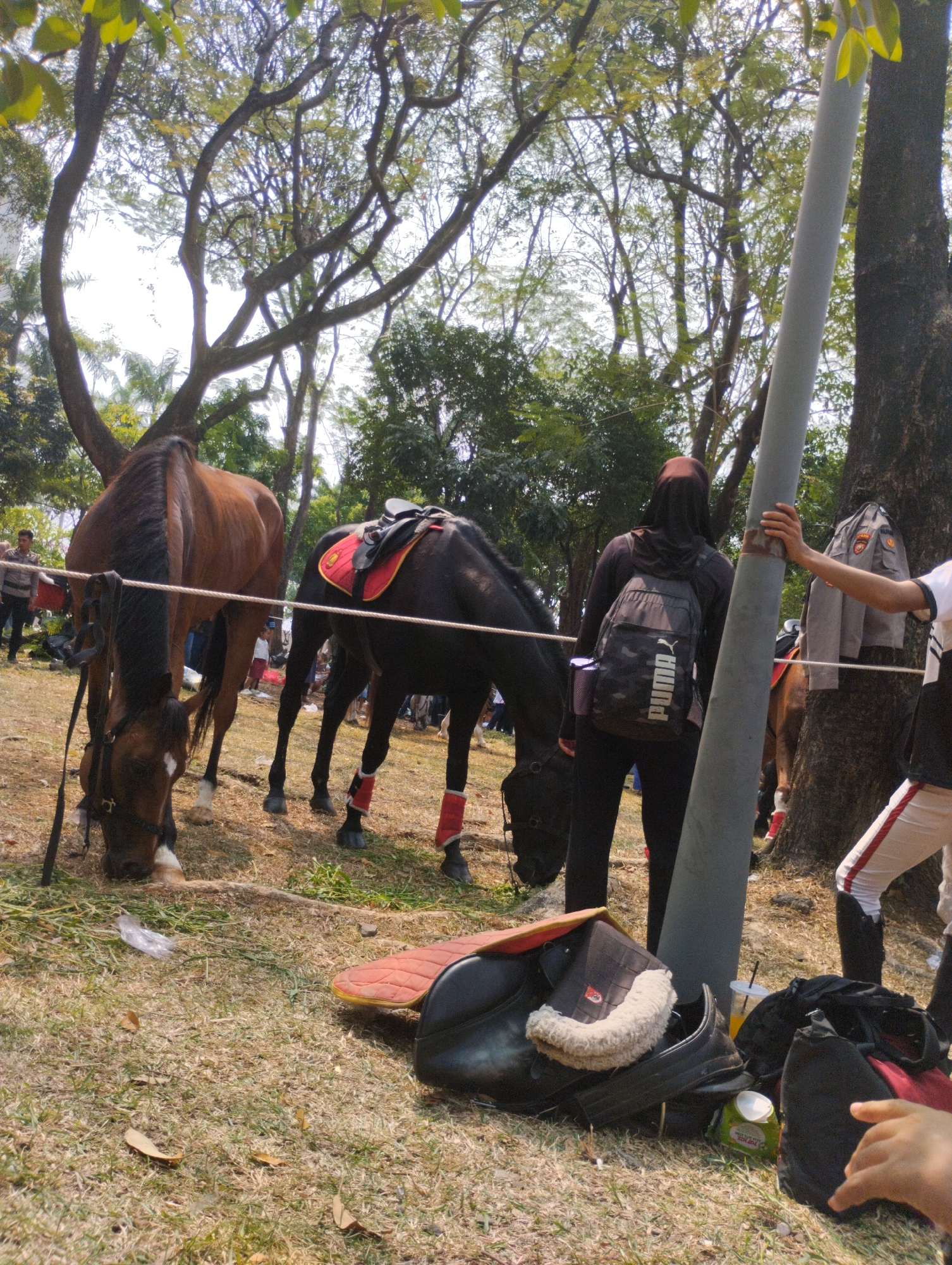 The image depicts an outdoor scene, likely in a park or open field, with two horses prominently featured. One horse is a bay, and the other is dark brown or black. Both horses are equipped with saddles, with the dark horse having a red saddle blanket. The bay horse is grazing, while the dark horse stands with its hind legs wrapped in red bandages. Several people are visible in the background, appearing to be spectators or participants.
In the foreground, there is equestrian equipment, including a saddle pad and bags. A tall, gray pole, possibly a lamppost or utility pole, stands to the right of the frame, with a tree trunk next to it. A jacket with insignia is hanging on the tree. The ground is covered in dry grass and fallen leaves. The lighting suggests it is daytime, with sunlight filtering through the trees, casting shadows.
The presence of horses with riding equipment, along with the attire of some individuals (including a police uniform in the background), suggests a potential equestrian event or demonstration. The setting with mature trees and open grassy areas is consistent with a park environment.
While the image itself does not contain specific landmarks or textual clues to pinpoint its exact location in Central Jakarta, Indonesia, such scenes are common in the city's parks like Monumen Nasional (Monas) Park or Gelora Bung Karno (GBK) complex, which often host public events and recreational activities that could involve horses. The style of clothing of the people and the general atmosphere of the scene are also consistent with urban outdoor gatherings in Indonesia.