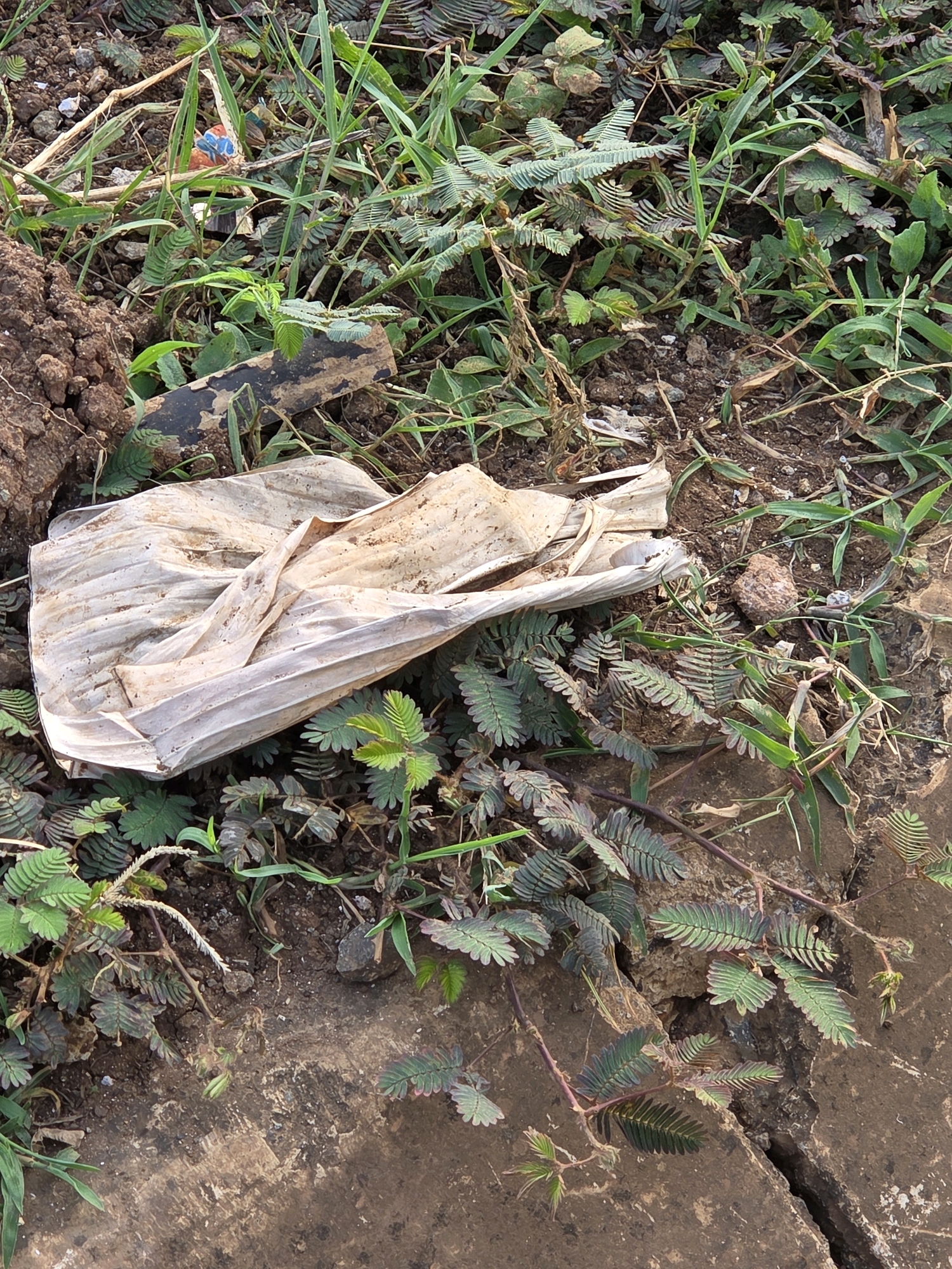 In Bojongsoang, Indonesia, a close-up, eye-level shot captures a crumpled, dry, off-white banana leaf lying on the ground amongst various vegetation and dirt. The leaf is positioned horizontally across the frame, with its textured surface showing distinct veins and folds. Surrounding the banana leaf are small, green plants with delicate, feathery leaves, some of which appear to be sensitive plants that close upon touch. Blades of green grass and patches of dry soil are interspersed throughout the scene. A rough, dark brown clump of dirt is visible on the left side of the image. The ground beneath the vegetation and leaf appears to be made up of a cracked, brownish material, possibly concrete or hardened earth. In the upper-middle portion of the image, a small piece of brightly colored litter, with shades of blue and orange, is visible amongst the grass, suggesting the presence of human activity and waste. The overall impression is a natural, yet slightly littered, outdoor environment.