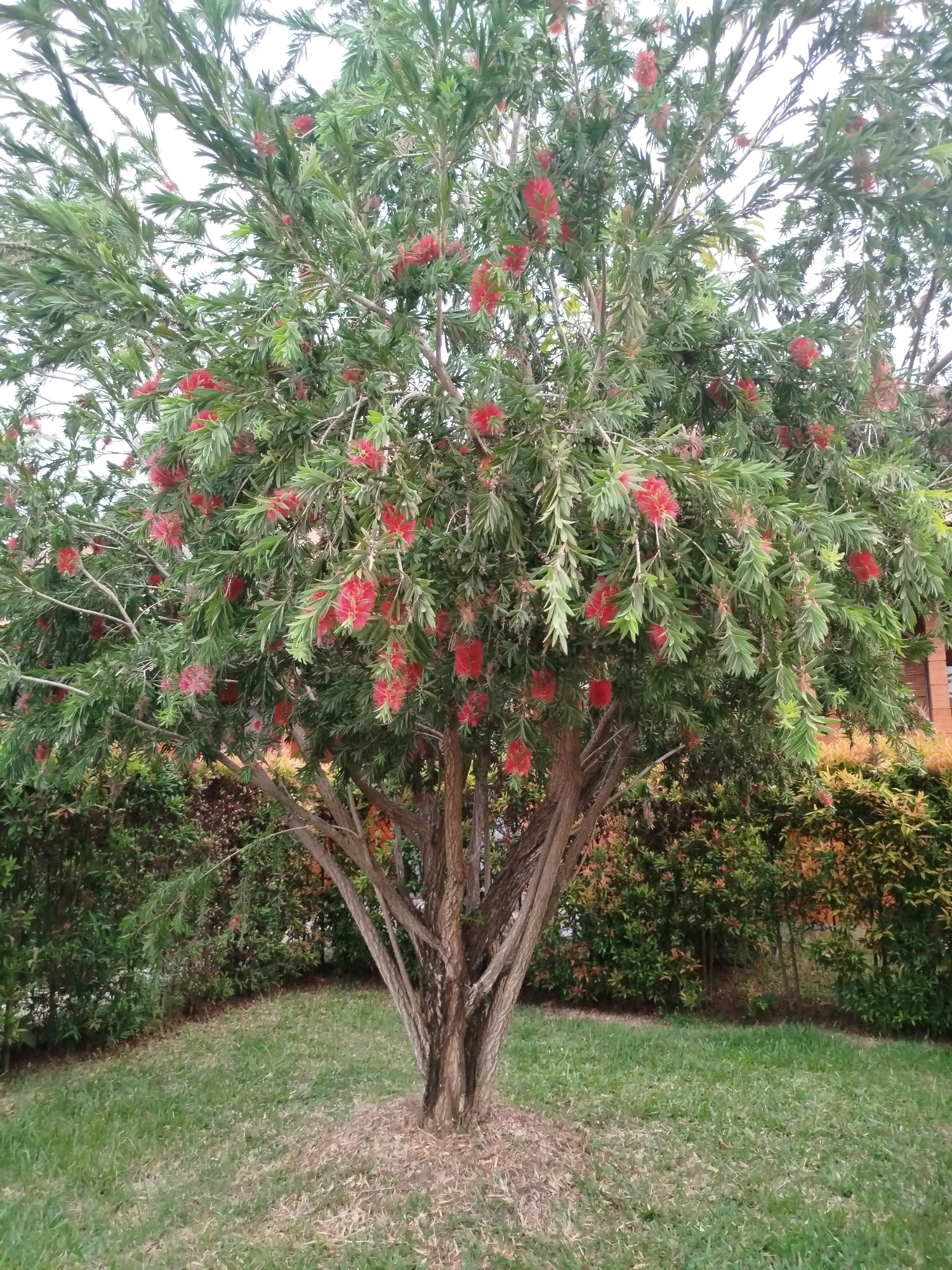 A medium shot captures a bottlebrush tree with red blooms and green foliage, standing in a grassy yard with a blurred background of manicured bushes. The tree's trunk is visible, with several branches reaching outwards. The lighting suggests it is daytime. The scene is located in Bugangin, Indonesia. There are no people or animals present.