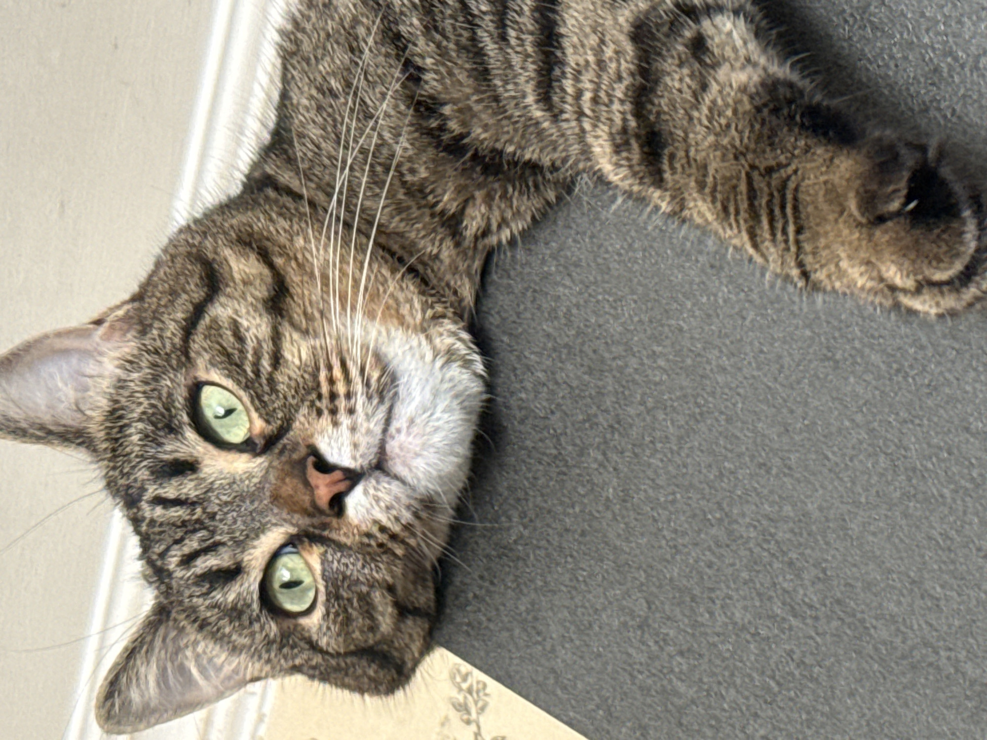 A close-up, eye-level shot shows a tabby cat lying down, its head resting on a dark gray textured surface. The cat's face is turned slightly to the left, with bright green eyes looking upwards. Its fur is striped brown and black, with white markings around its muzzle and chest. The background is blurred, with a light-colored wall and a hint of patterned wallpaper visible. The image does not provide any specific information about its location in Simferopol, Ukraine.