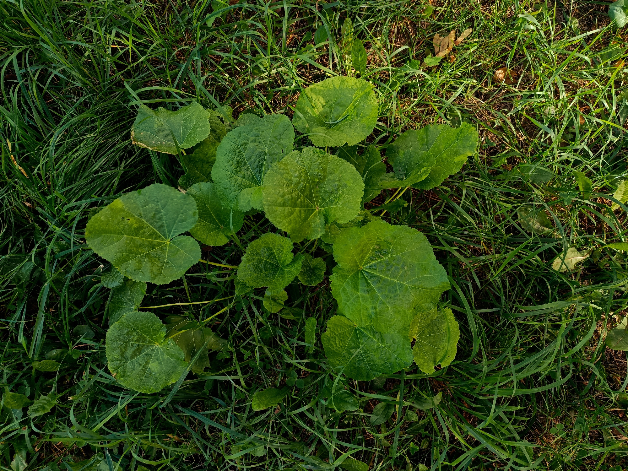 The image is an overhead shot of a cluster of green, round leaves on a plant, surrounded by tall, green grass. The leaves have visible veins and a slightly textured surface. Some of the leaves are larger and more spread out, while others are smaller and appear to be newer growth. The grass is dense and appears to be growing in soil. There are a few dry, brown leaves scattered amongst the grass. The scene is illuminated by natural light, suggesting it is outdoors. There are no people or animals visible in the image. The location is identified as being in the city of Ryazan, Russia.