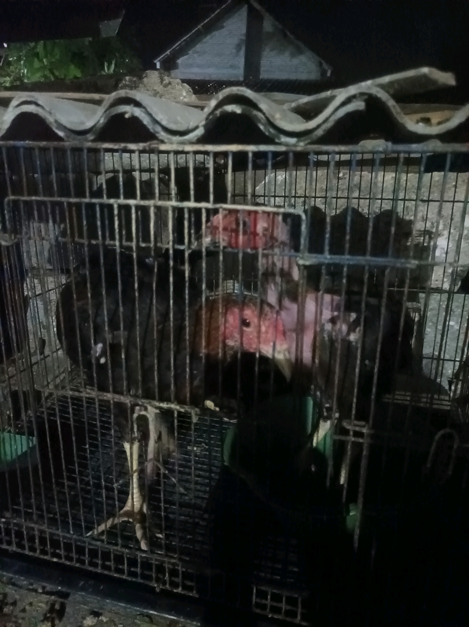 The image, taken at night in Canga'an, Indonesia, shows several chickens in a metal cage. The cage is positioned outdoors, with a corrugated roof structure visible above it. The chickens appear to be of the fighting cock variety, characterized by their prominent red combs and wattles. Their dark plumage is visible, and one chicken's leg is prominently displayed through the cage bars. The lighting suggests artificial illumination, casting shadows and contributing to the low-light conditions of the scene. The overall environment appears to be an outdoor enclosure or farm setting.