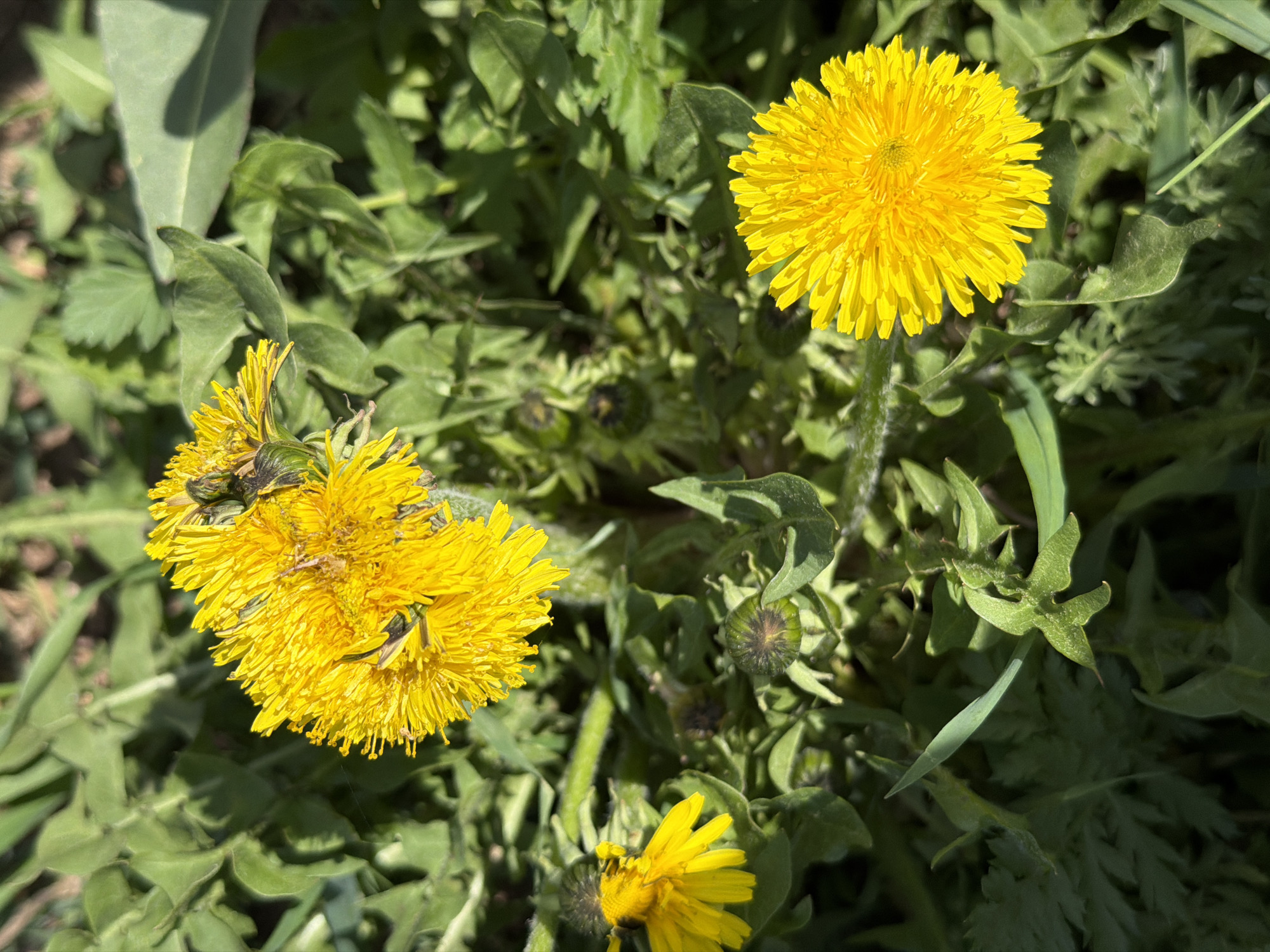 The image depicts a close-up view of dandelions growing amongst green foliage. There are at least three dandelion heads visible: one fully open and bright yellow, another beginning to wilt, and a third partially open. Several unopened buds are also present. The location is unspecified beyond the city of Chaikovsky, Russia, so a specific geographic location or interaction cannot be verified from this image.