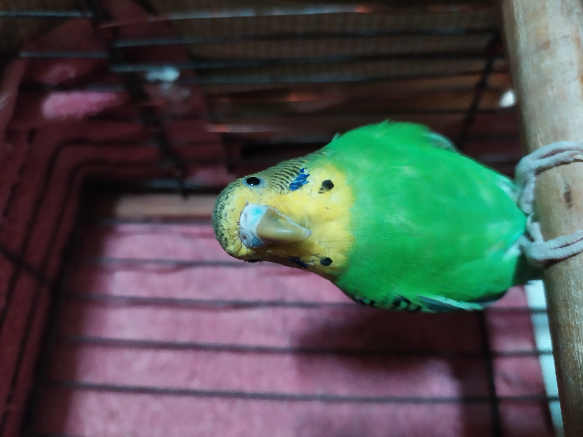 A budgerigar is perched on a wooden dowel inside a cage. The bird is predominantly green with yellow on its head and neck, and has black markings on its wings and head. Its beak is light brown and its cere is light blue. The background of the image shows the interior of the cage, with vertical bars and a pinkish material behind them. The scene is not located in Bilajari, Azerbaijan.