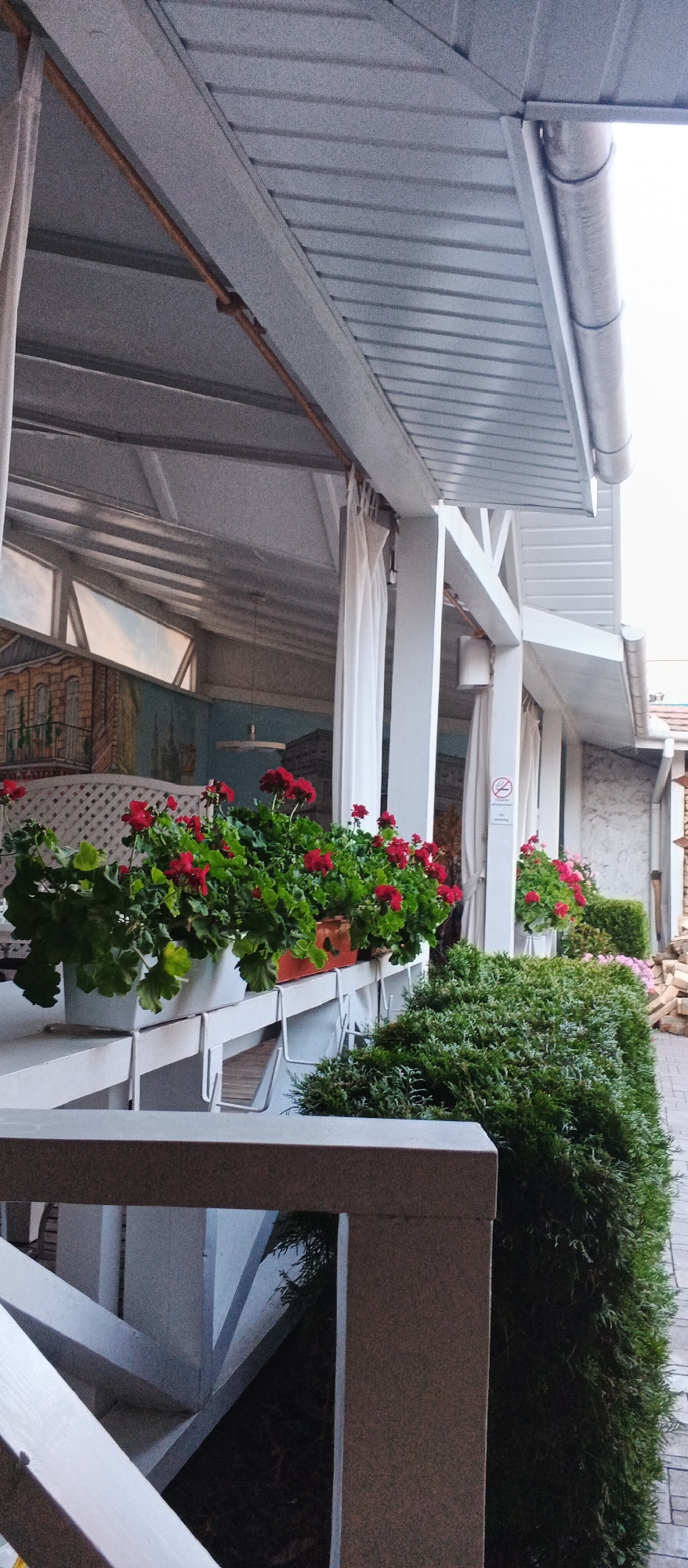 This image depicts the exterior of a restaurant or cafe in Berehove, Ukraine. The scene is dominated by a white, sloped roof structure supported by white columns. White curtains hang from the roofline. In the foreground, planters filled with vibrant red geraniums are mounted on a white railing. Behind the planters, a dense green hedge runs along the side of the building. The background reveals a painted mural on the wall, depicting buildings and sky. A sign with a no-smoking symbol is visible on one of the white columns. The overall impression is of an outdoor seating area.