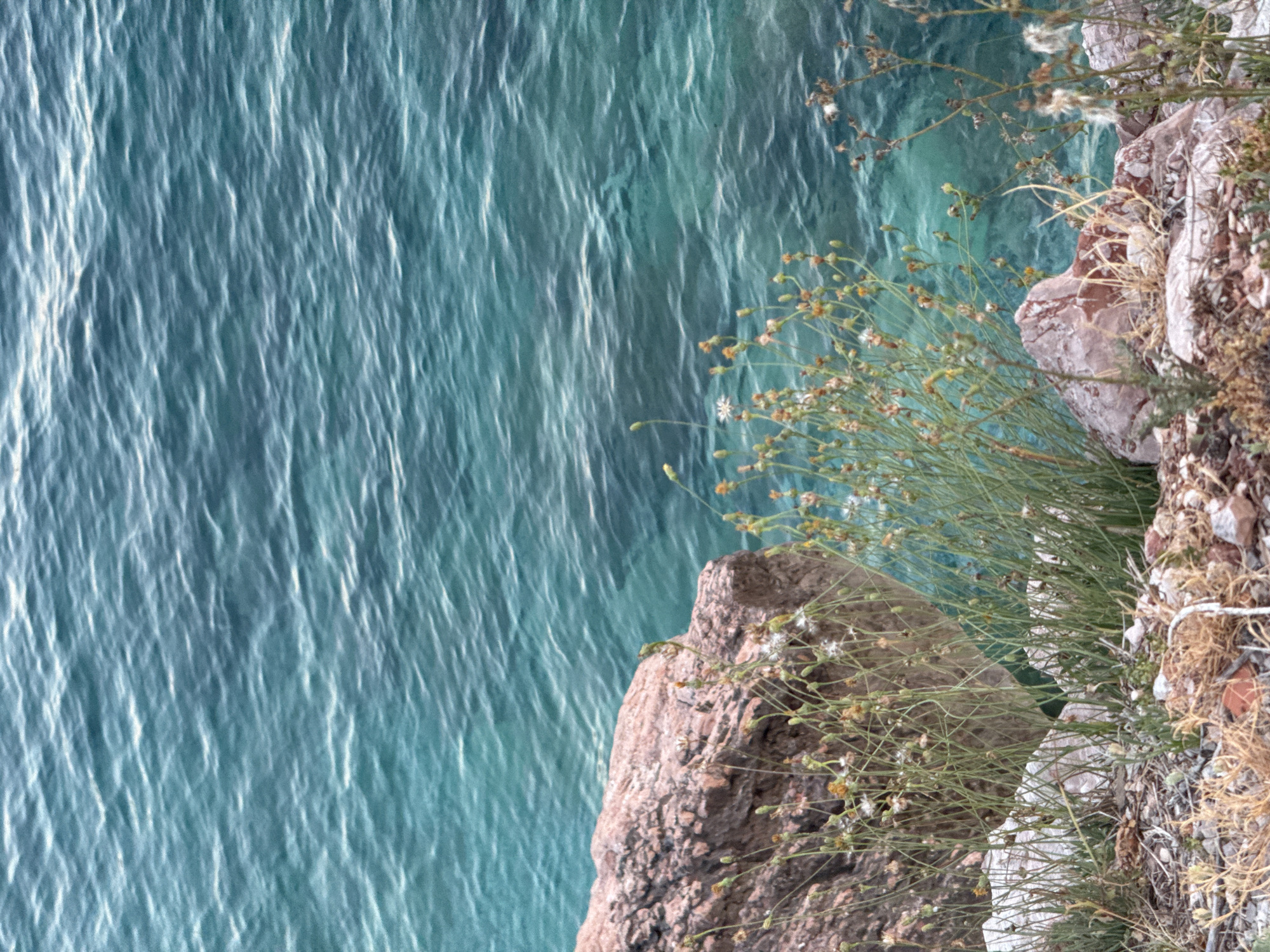 This is a close-up, slightly high-angle shot of the coast in Kamenovo, Montenegro. The foreground features a rocky shoreline with sparse vegetation, including dry grasses and small plants with budding or withered flowers. A large, pinkish-brown rock formation dominates the left side of the frame, partially obscured by the plants. Behind the rocks and vegetation, the turquoise water of the Adriatic Sea stretches across the majority of the image. The water exhibits subtle ripples and wave patterns, reflecting sunlight and creating a textured surface. The scene is devoid of any people or animals, focusing solely on the natural landscape.