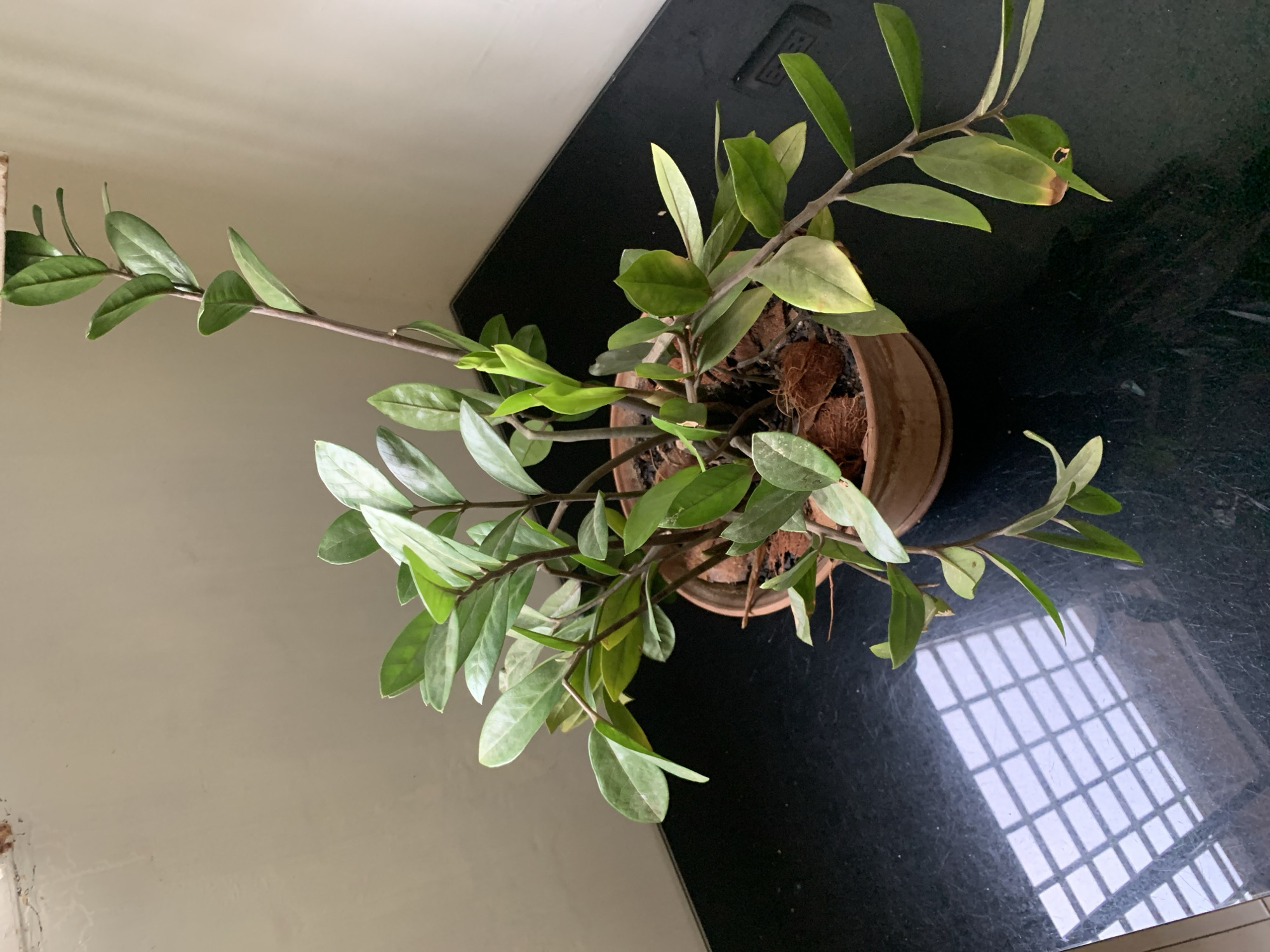 An overhead shot depicts a potted plant resting on a black, reflective surface, likely a countertop or table, against a light-colored wall. The plant, possibly a ZZ plant (Zamioculcas zamiifolia) or similar, features multiple stems adorned with numerous glossy, green, oval-shaped leaves. Some leaves exhibit lighter green hues, while a few show signs of yellowing or browning at their edges, suggesting natural aging or minor stress. The plant is housed in a terracotta-colored pot, and the potting mix includes visible chunks of coconut coir.
A prominent detail in the image is the reflection of a grid-patterned window on the black surface, indicating bright natural light entering the space. This strong reflection suggests it is daytime. The black surface itself appears slightly dusty or has some minor scratches. The wall behind the plant is a plain, light beige or off-white color. No specific activity is taking place, as the image captures a static indoor scene. There is no visible text. The overall setting is simple and domestic.