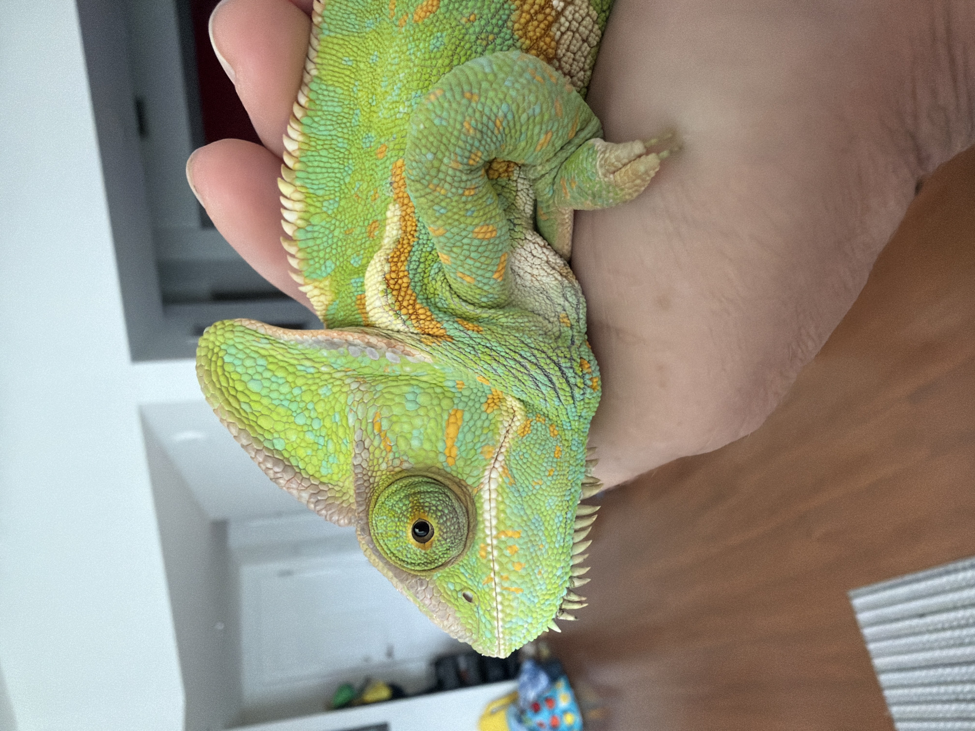 A veiled chameleon, primarily green with yellow and orange markings, rests on a person's hand. The chameleon's head is facing left, with its large eye visible. The background includes a wooden floor and a blurred interior scene, possibly a home or building. The image was captured in Hollywood, United States of America.