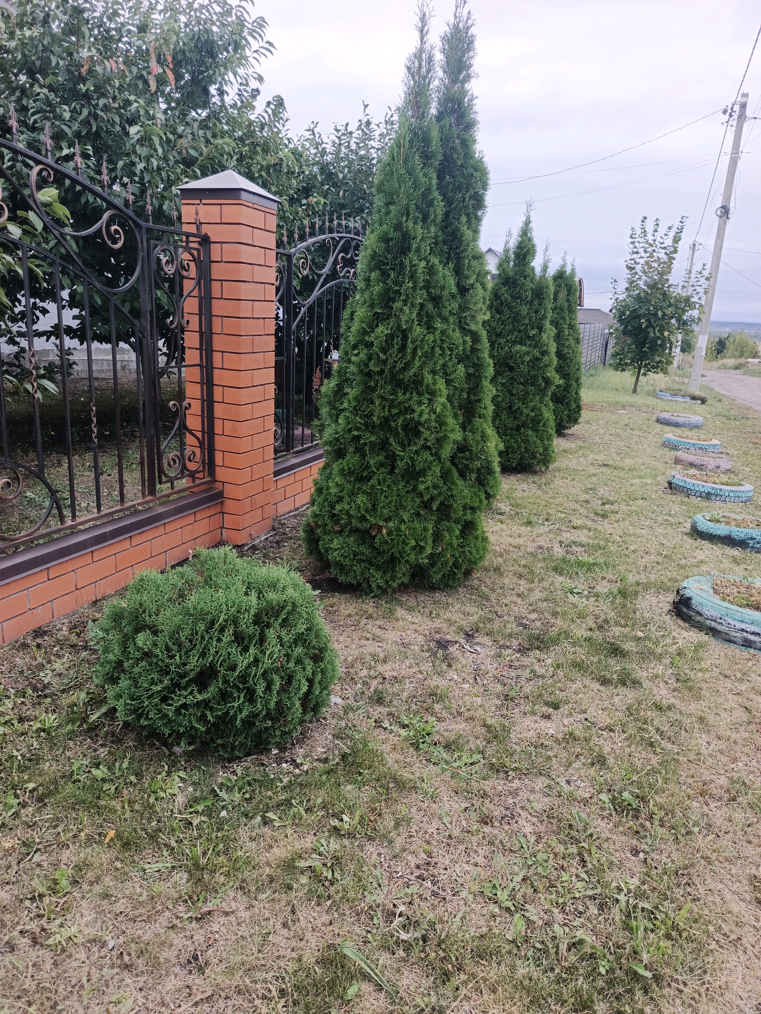 In Bessonovka, Russia, a row of tall, conical evergreen trees lines a property behind a decorative wrought-iron fence. The fence is supported by a brick pillar. In front of the fence, a rounded evergreen bush sits on dry grass. To the right of the trees, a dirt road runs alongside, marked by a line of repurposed tires, painted turquoise and pink, serving as planters. A utility pole with wires stands near the road, and in the background, houses and trees suggest a rural or semi-rural setting. The sky is overcast.