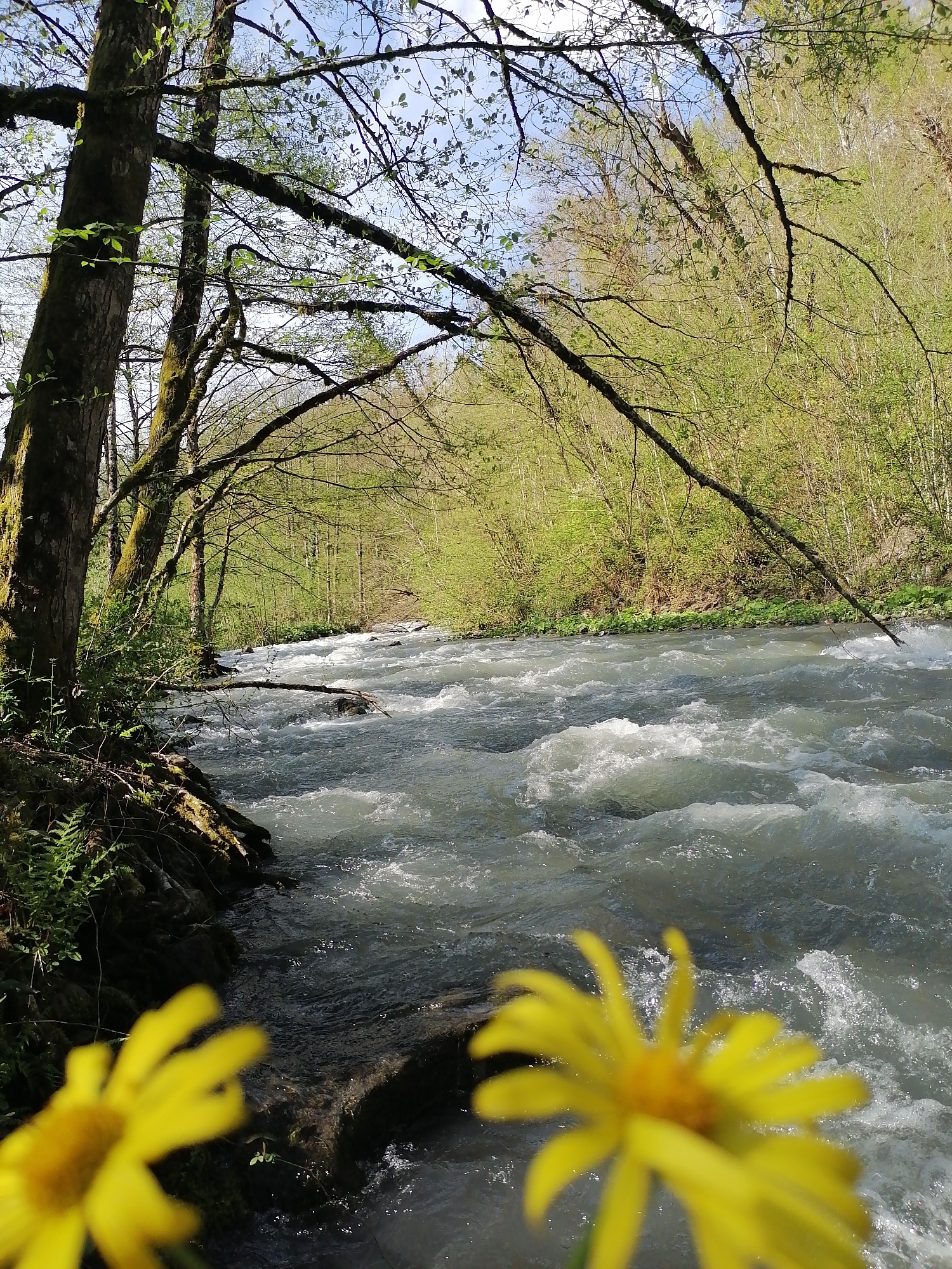 This picturesque outdoor scene, set in Medoveevka, Russia, captures a vibrant natural landscape during what appears to be springtime. The main subject is a rapidly flowing river, its light grey waters churning with white rapids and visible currents as it courses through a verdant valley.
In the immediate foreground, two bright yellow flowers, rendered softly out of focus, add a warm touch of color to the bottom corners of the image, subtly framing the scene. To the left, the riverbank is lined with tall, sturdy tree trunks, heavily textured with moss or lichen. Their branches, some bare and some adorned with freshly unfurled light green leaves, stretch gracefully over the rushing water, creating a natural canopy. Ferns and other low-lying green foliage thrive at the base of these trees. A fallen branch extends from the left bank into the turbulent river.
Across the river, a dense forest covers the gently sloping terrain, displaying a mosaic of light green foliage, indicating new growth. The trees here are uniformly leafy and lush. The sky above is a clear, bright blue with minimal cloud cover, peeking through the tree branches, suggesting a sunny day. The sunlight illuminates the scene, casting highlights on the water and the fresh leaves, enhancing the feeling of a bright, peaceful natural environment. There is no discernible activity or visible text in the image. The overall mood conveyed is one of serene natural beauty and the freshness of spring.