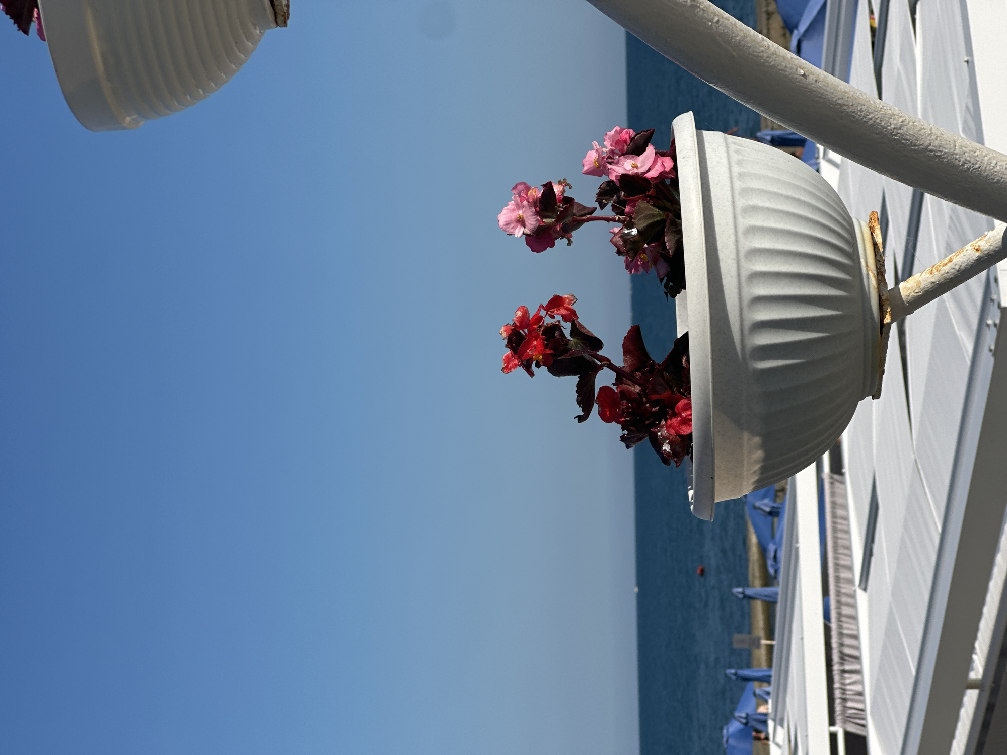 A shallow depth of field photo shows a white plastic flower pot filled with dark red and pink begonia flowers. The pot is supported by a white metal pole, which is part of a larger structure. In the background, the turquoise waters of the Black Sea are visible under a clear, bright blue sky. The shoreline is lined with rows of white lounge chairs covered with white canopies, and several blue beach umbrellas are visible. In the distance, two small boats are on the water. This scene is typical of a resort area in Sochi, Russia, likely a beach club or promenade. The time of day appears to be mid-morning or early afternoon, given the bright sunlight and clear sky.
