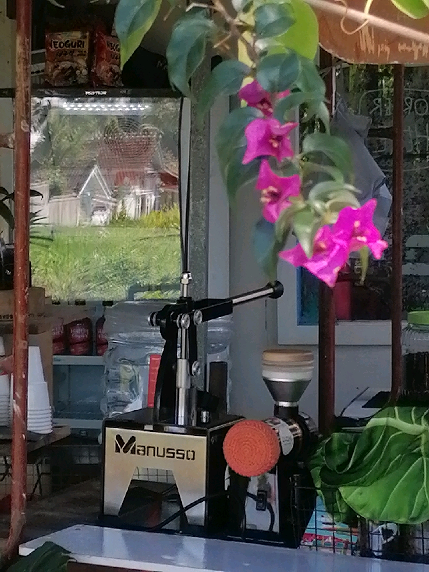 This image captures a close-up view of a coffee grinder, likely a Manusso brand, situated on a counter. The grinder is black with a silver metal base that has the brand name "Manusso" emblazoned on it. An orange, textured spherical object is attached to the side of the grinder. Above the grinder, pink bougainvillea flowers with green leaves are in bloom, casting a soft focus on the background. The background reveals a glimpse of a window showing a residential area with houses and lush green grass, suggesting an outdoor or semi-outdoor setting. The presence of stacked white cups and various items on shelves behind the grinder hint at a commercial or service establishment. The overall scene conveys a vibrant atmosphere, with the natural elements of the flowers contrasting with the mechanical nature of the coffee grinder. The location is identified as Ubud District, Indonesia.