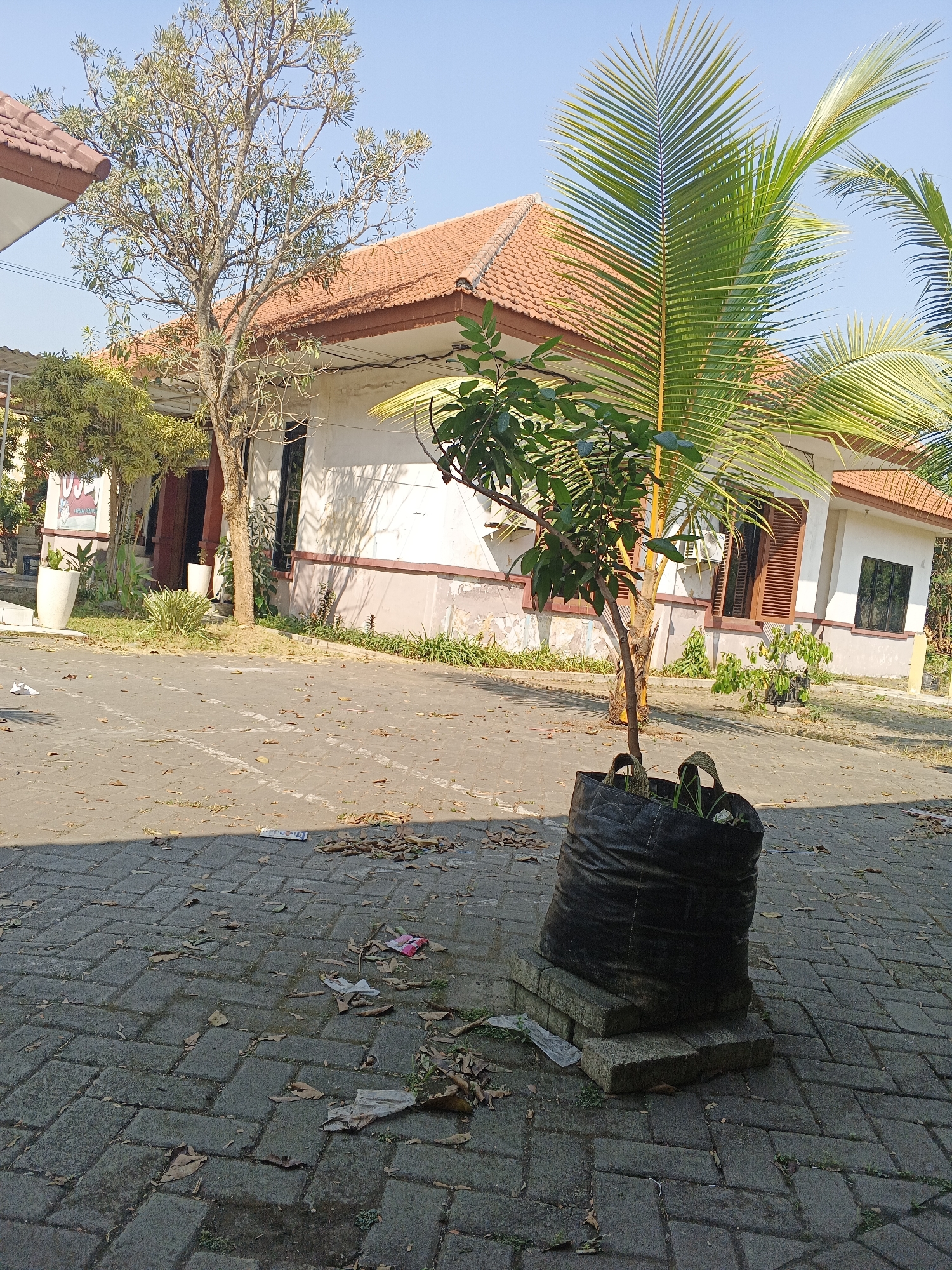 The image depicts a scene in the city of Krian, Indonesia, likely an outdoor area adjacent to a building with an orange tiled roof. In the foreground, a young tree is planted in a large black bag, supported by concrete blocks. The ground is paved with gray interlocking bricks and is scattered with dry leaves and some litter, including white and pink plastic fragments and a crumpled piece of paper. To the right of the potted tree, palm fronds extend into the frame from an unseen source, indicating the presence of palm trees. Behind the potted tree, a building with white walls and brown trim is visible. The building has several windows, some with brown louvers. A mature tree with bare branches stands to the left of the building, and other foliage, including a dense shrub with yellow-green leaves, is present. In the background, the sky is clear and blue. The scene appears to be a residential or small commercial area under bright daylight.