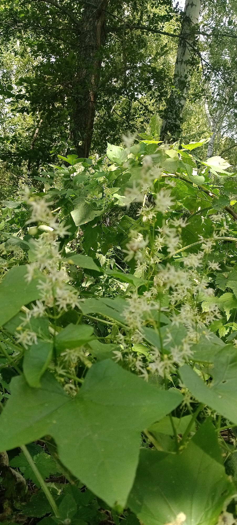 The image depicts a close-up view of a dense thicket of green foliage and delicate white flowers, likely in a natural or semi-natural setting. In the background, the trunks of two trees are visible; one is a large, dark-barked tree on the left, and the other is a lighter-barked tree, possibly a birch, to the right. The foliage is lush and appears to be in bloom, with numerous small, star-shaped white flowers scattered throughout. The lighting suggests it is daytime, with sunlight filtering through the leaves. The scene is likely outdoors, possibly a park, forest edge, or overgrown garden. There is no indication of any specific location within the city of Лох, Russia, beyond the general description of a natural environment.